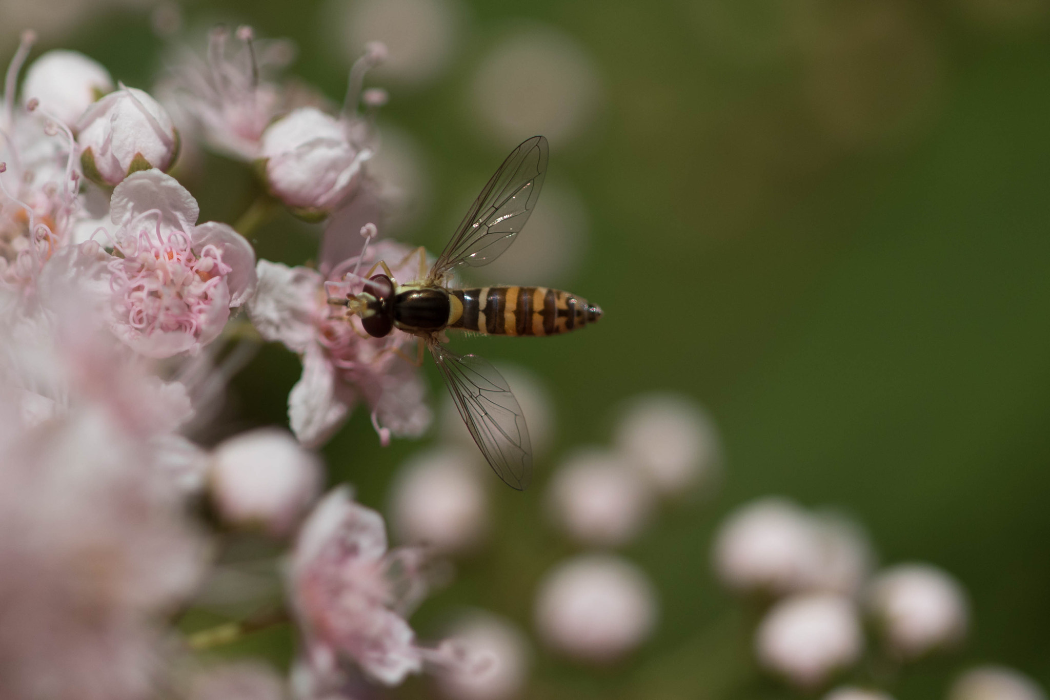 Canon EOS 7D Mark II + Sigma APO Macro 150mm f/2.8 EX DG HSM sample photo. Flowers and waspfly photography