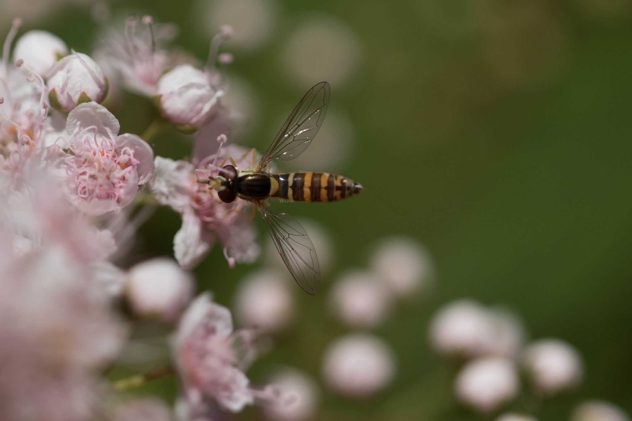 Sigma APO Macro 150mm f/2.8 EX DG HSM sample photo. Flowers and waspfly photography