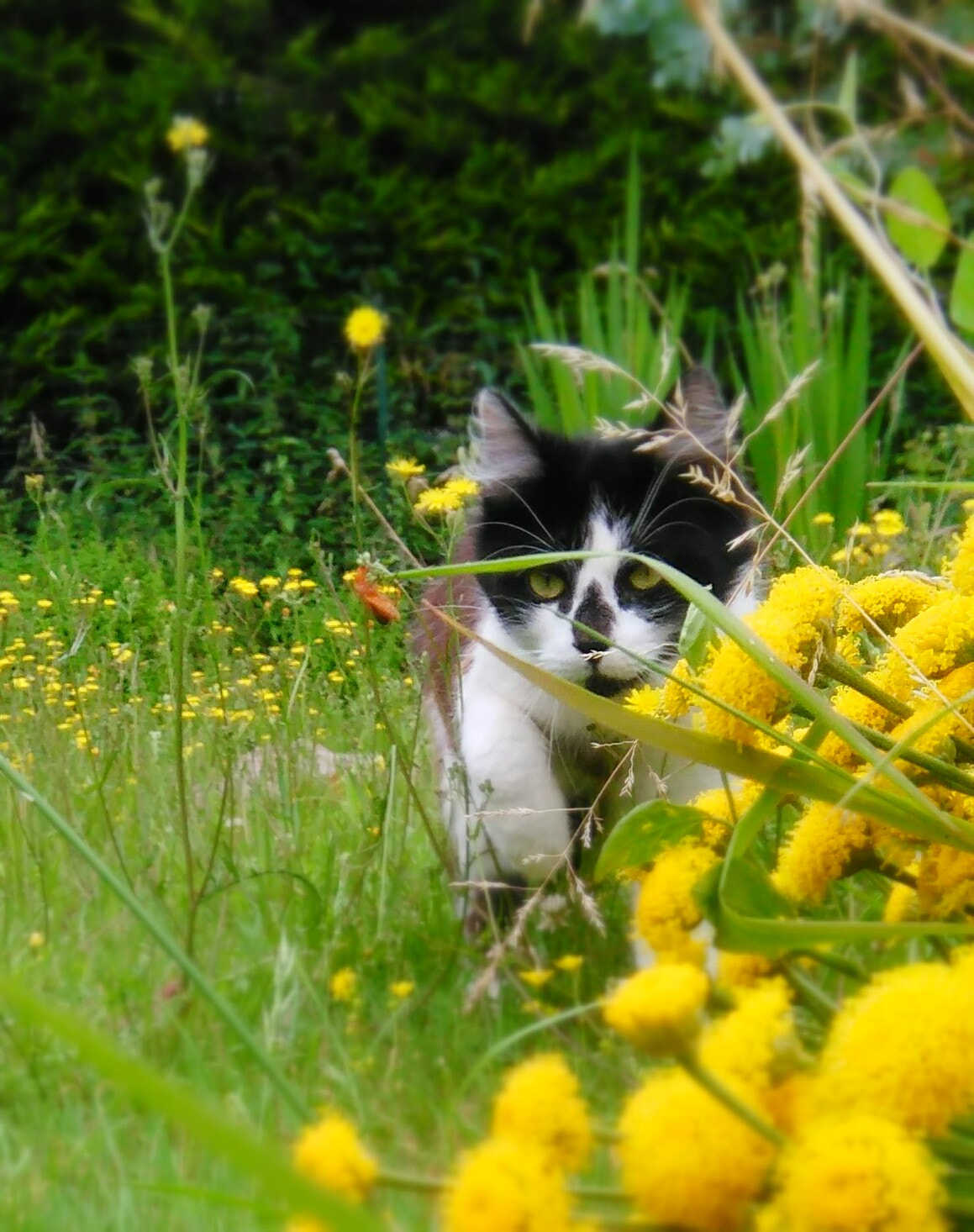 HUAWEI G620S-L01 sample photo. Sweetness of a free cat photography