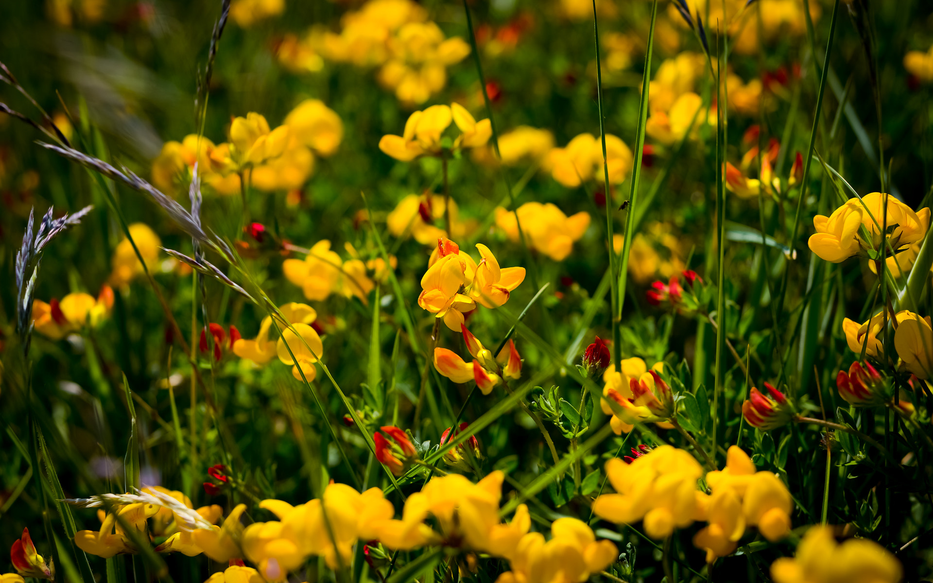 Nikon D800 + AF Nikkor 50mm f/1.8 sample photo. Blumenwiese photography