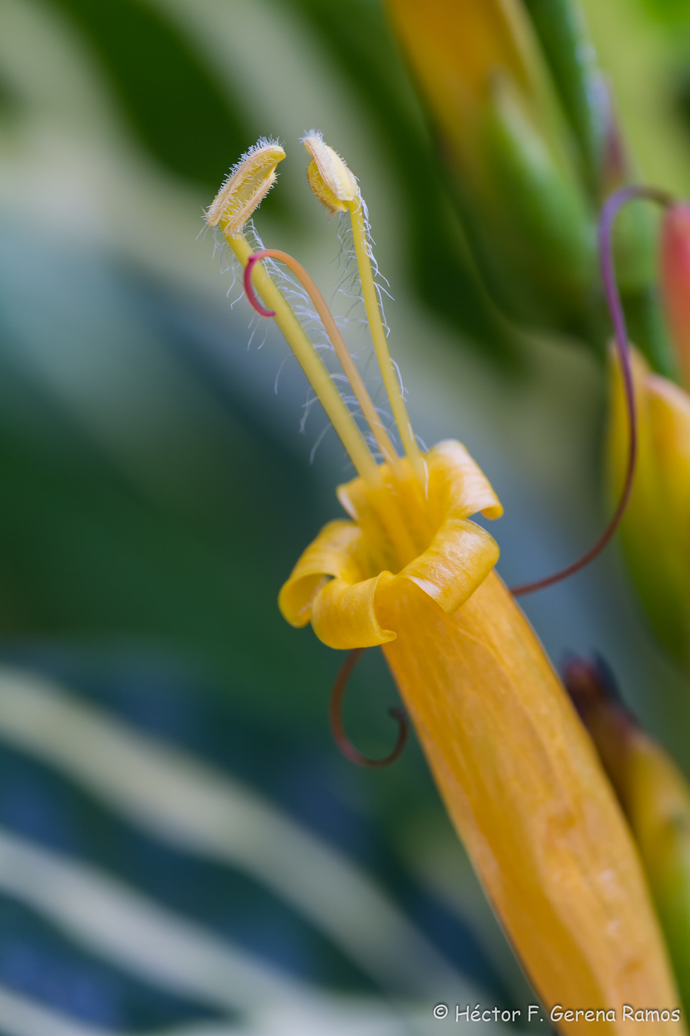 Sigma APO Macro 180mm F2.8 EX DG OS HSM sample photo. Hello photography