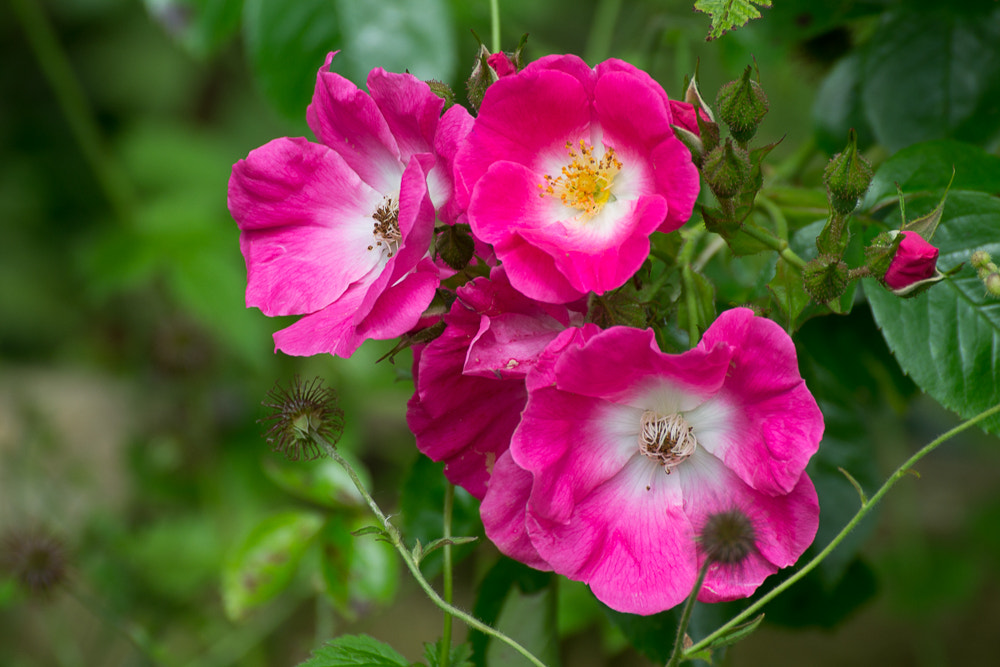 Nikon D3100 + Sigma 70-300mm F4-5.6 DG OS sample photo. Woodland flowers 2 photography