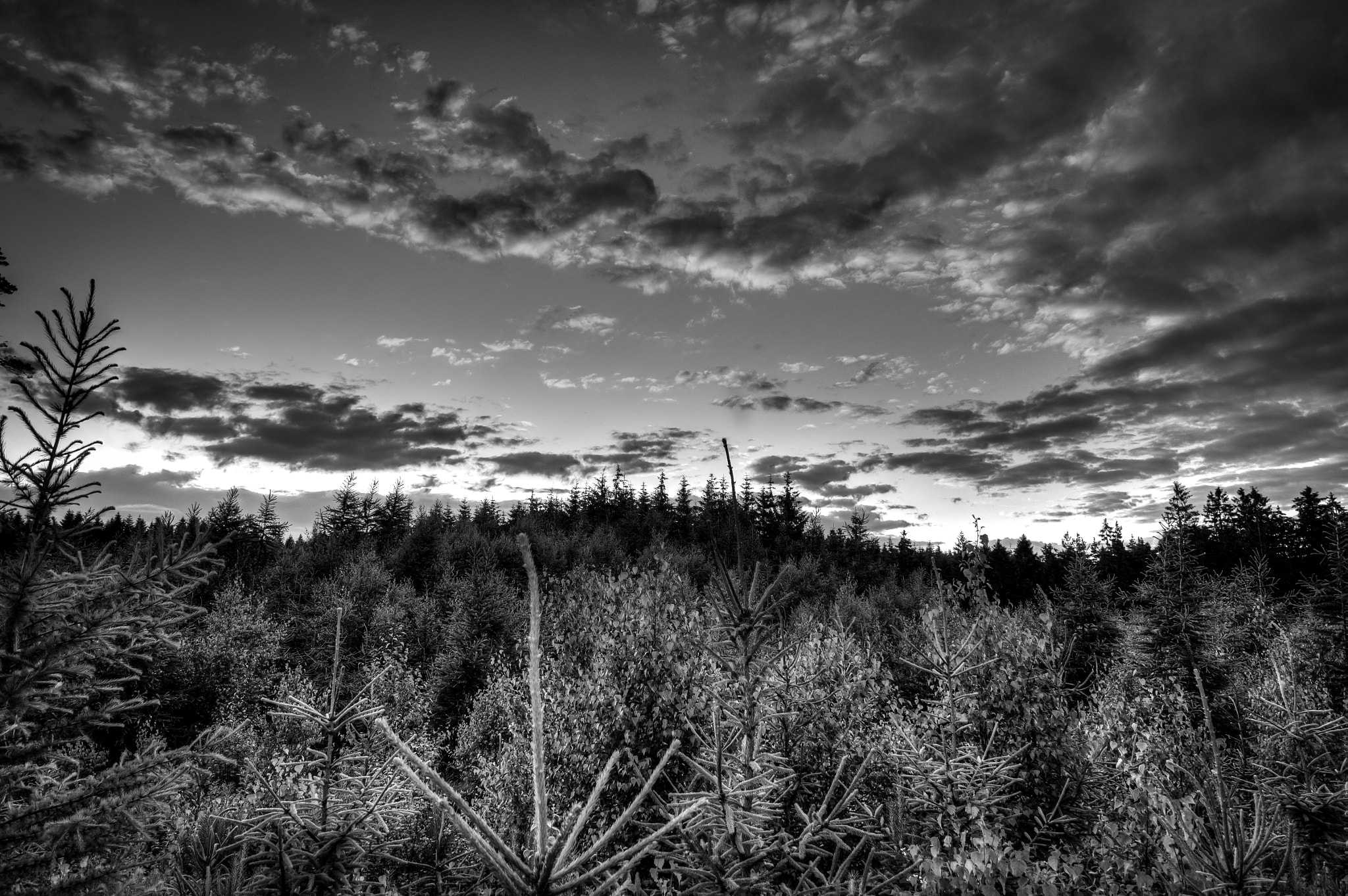 Canon EOS 500D (EOS Rebel T1i / EOS Kiss X3) + Canon EF-S 10-18mm F4.5–5.6 IS STM sample photo. Forest evening photography