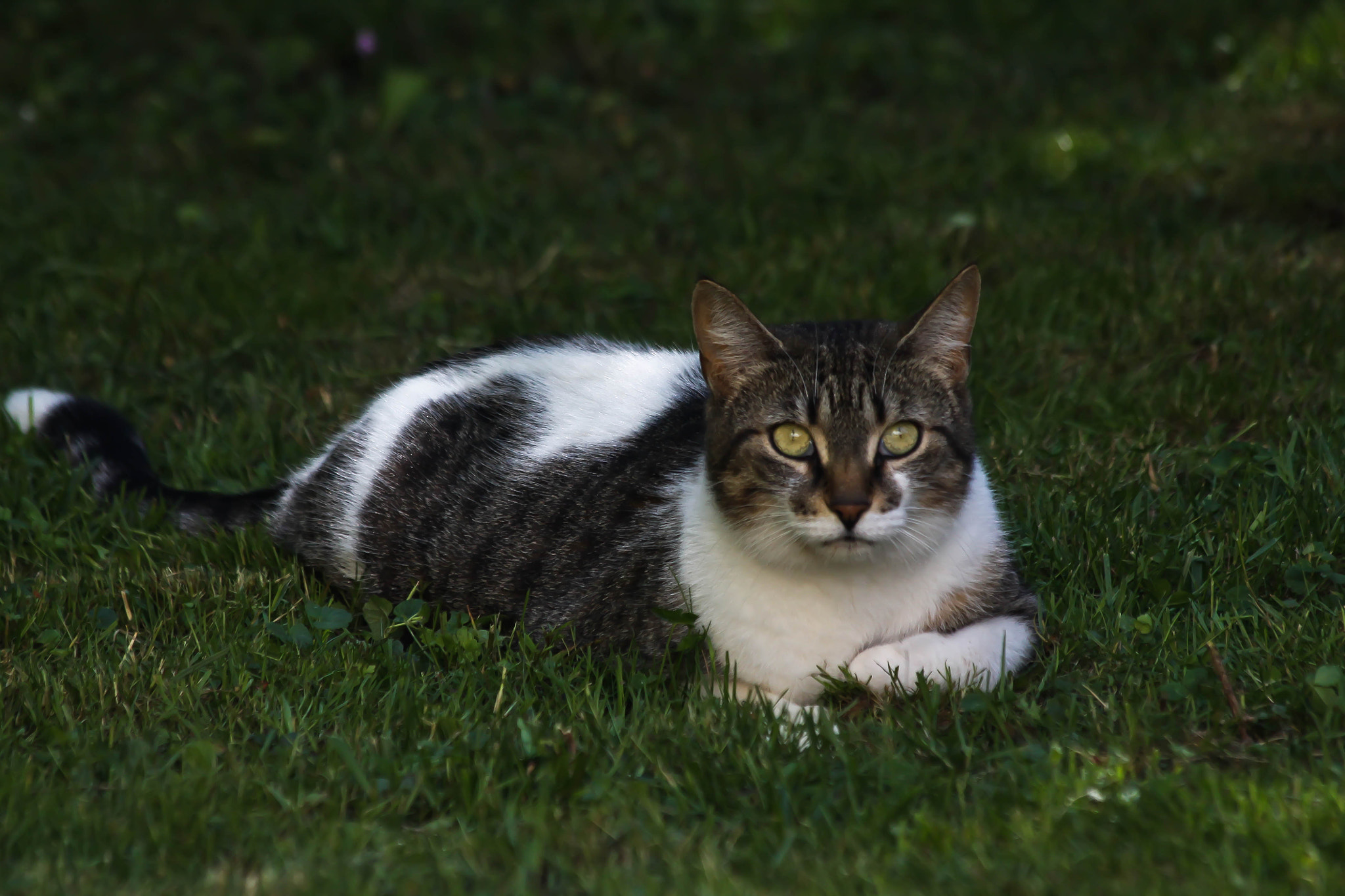 Canon EF 70-300mm F4-5.6 IS USM sample photo. Neighbouring cat photography