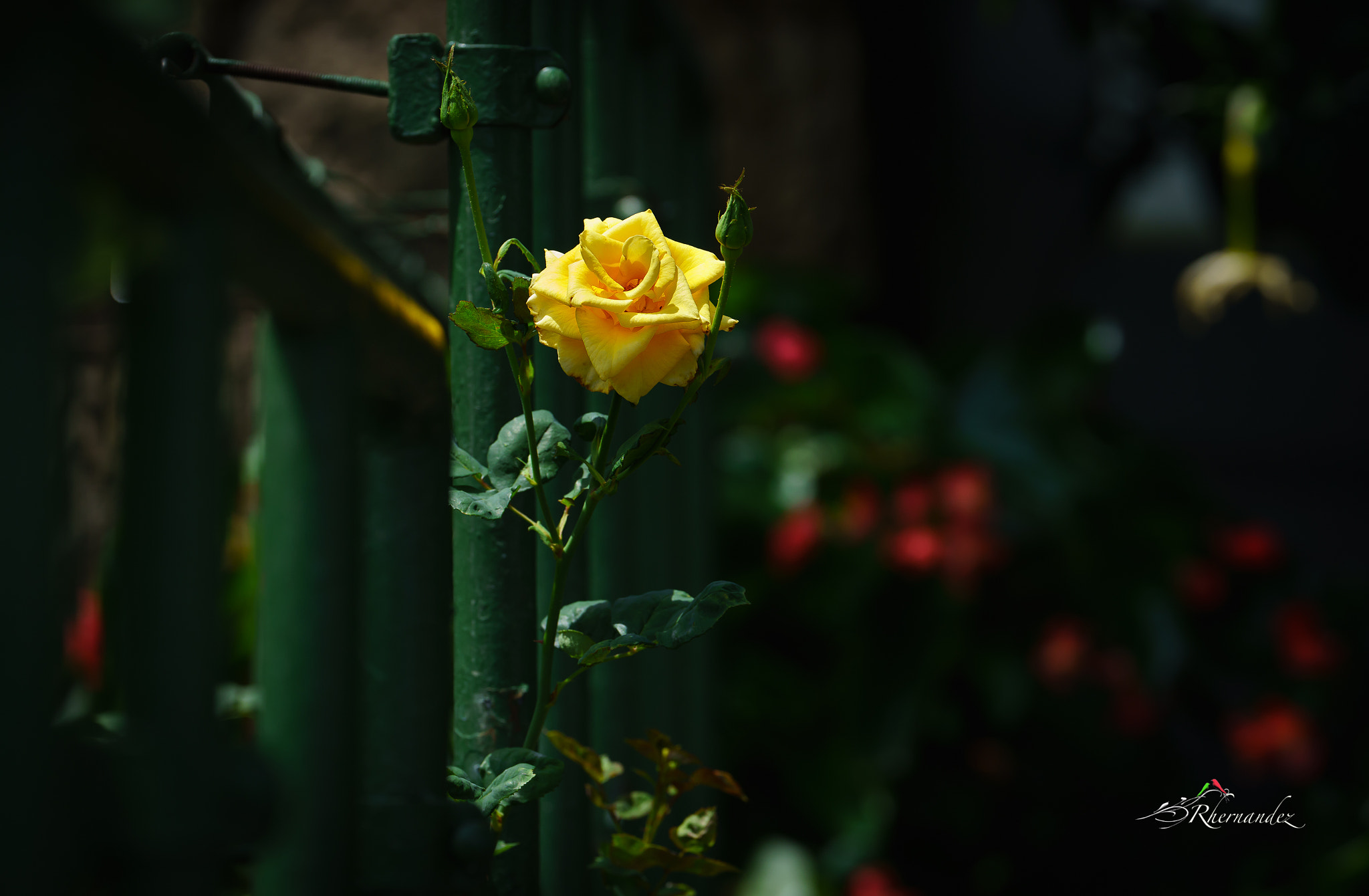 Sony a7R II + Canon EF 200mm F2L IS USM sample photo. Yellow rose photography