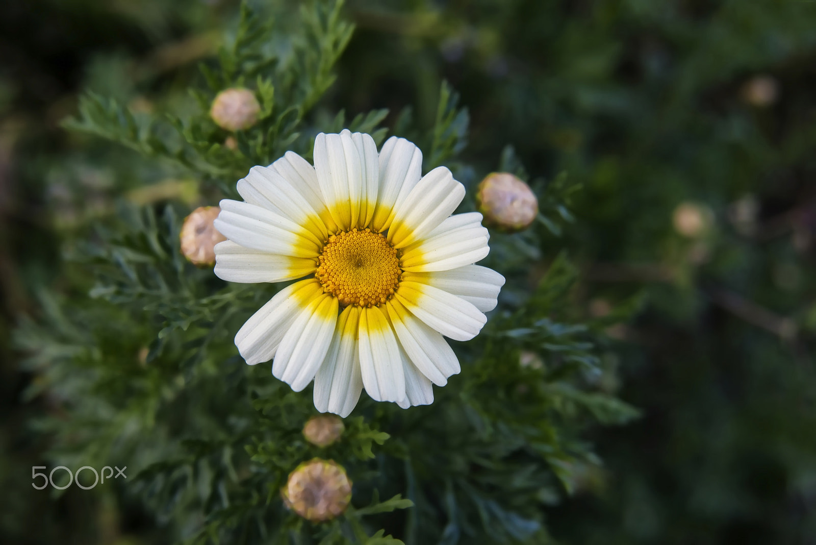 Nikon AF Nikkor 24-85mm F2.8-4D IF sample photo. Özel papatya (asteraceae) photography