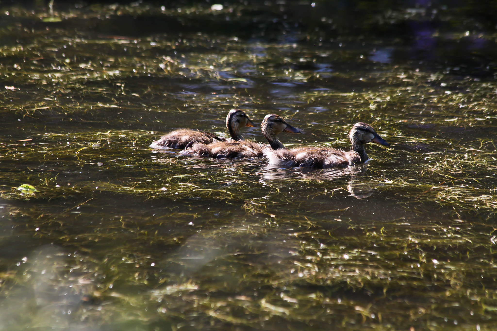 Canon EF 70-300mm F4-5.6 IS USM sample photo. Mallard ducklings photography