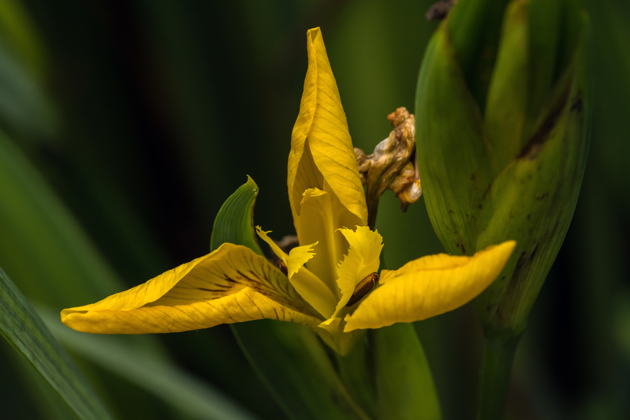 Nikon D7100 + AF Micro-Nikkor 60mm f/2.8 sample photo. A brightly coloured flag. photography