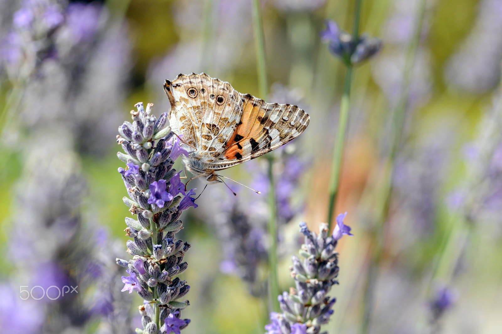 Sigma 105mm F2.8 EX DG OS HSM sample photo. Upside down photography