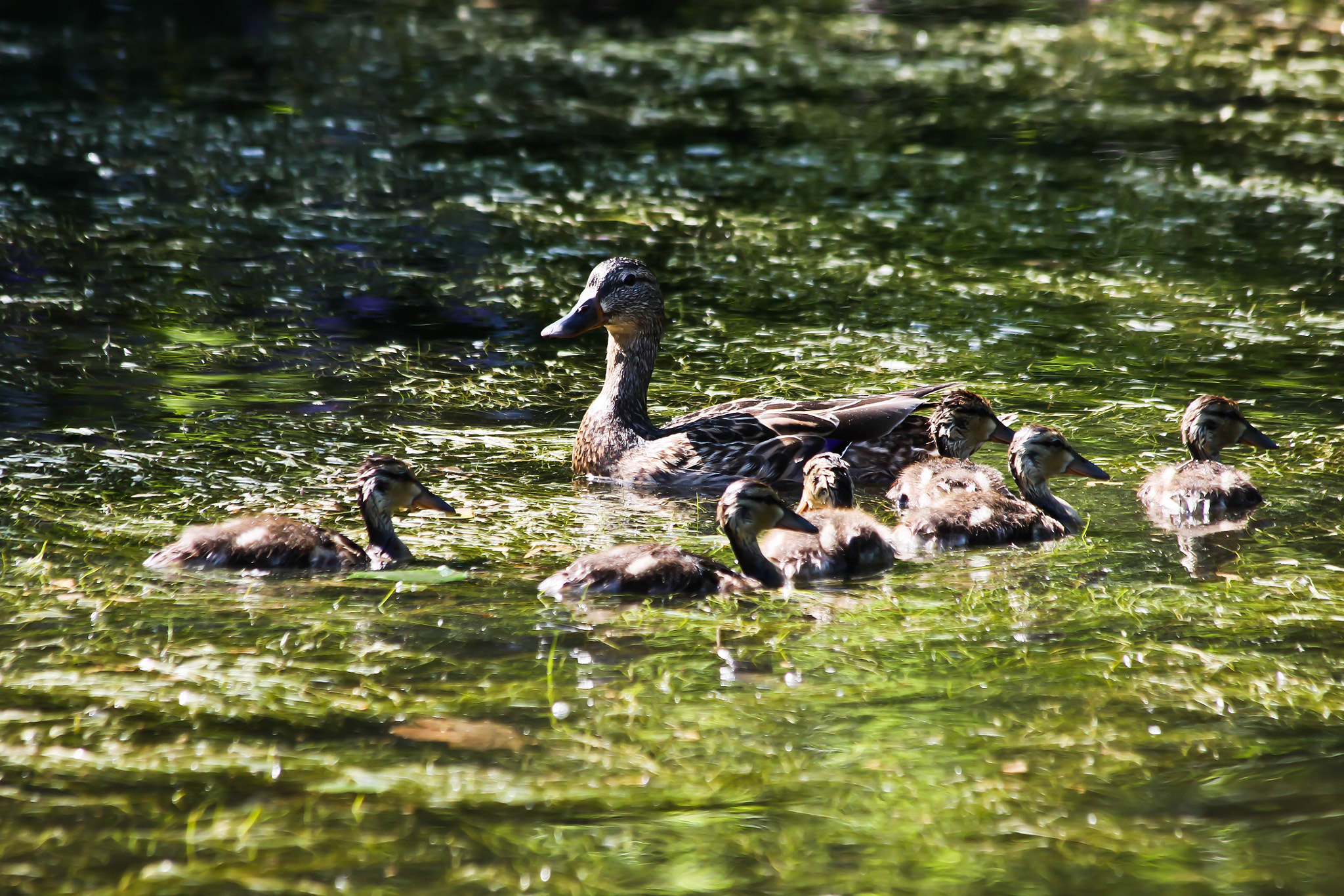 Canon EF 70-300mm F4-5.6 IS USM sample photo. Mallard duck and ducklings photography