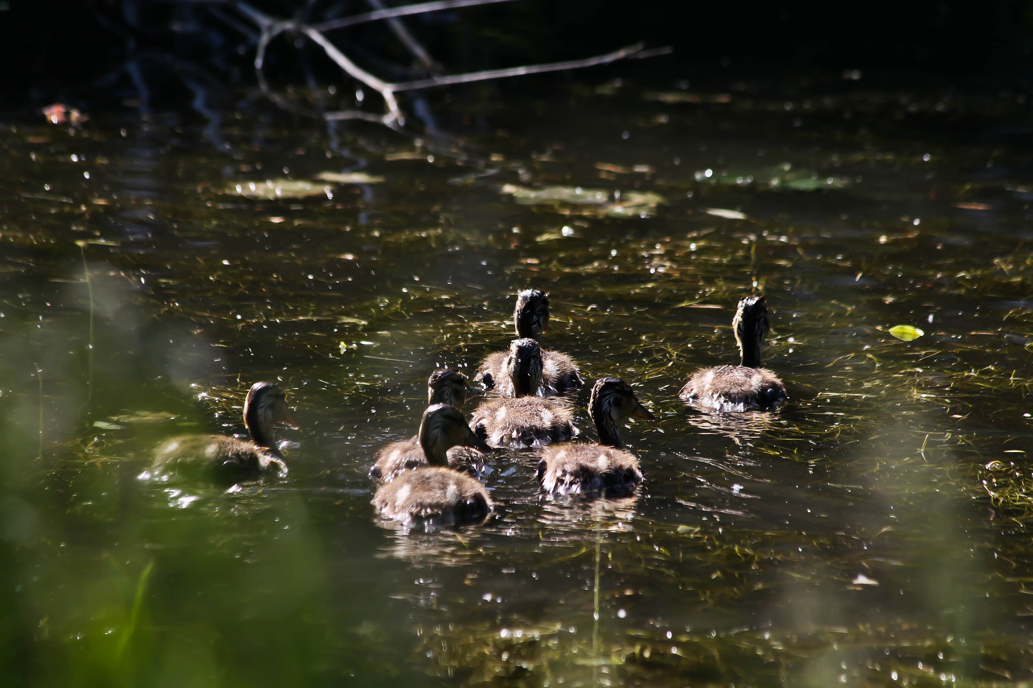 Canon EF 70-300mm F4-5.6 IS USM sample photo. Mallard ducklings photography