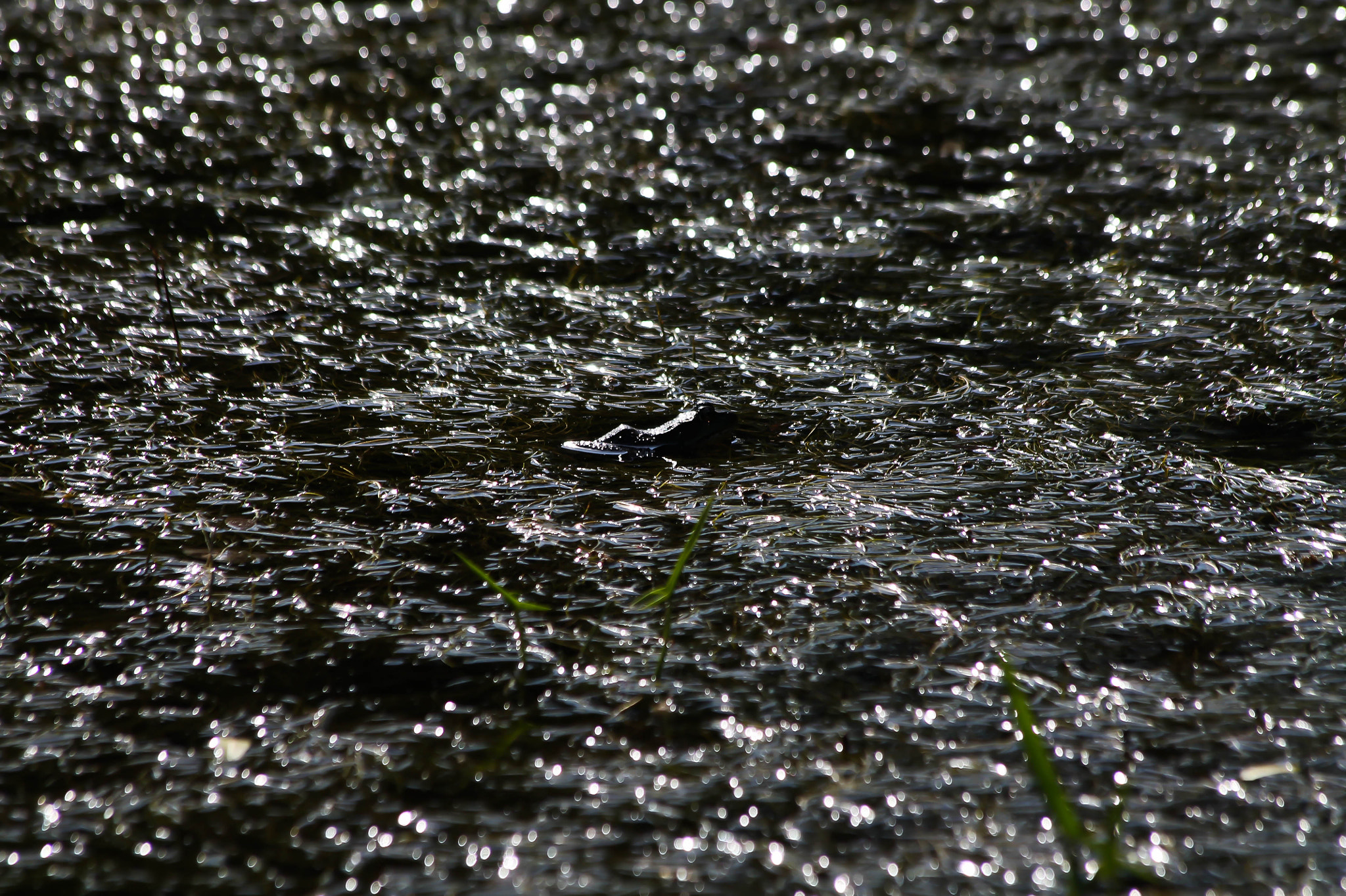 Canon EF 70-300mm F4-5.6 IS USM sample photo. Green frog photography