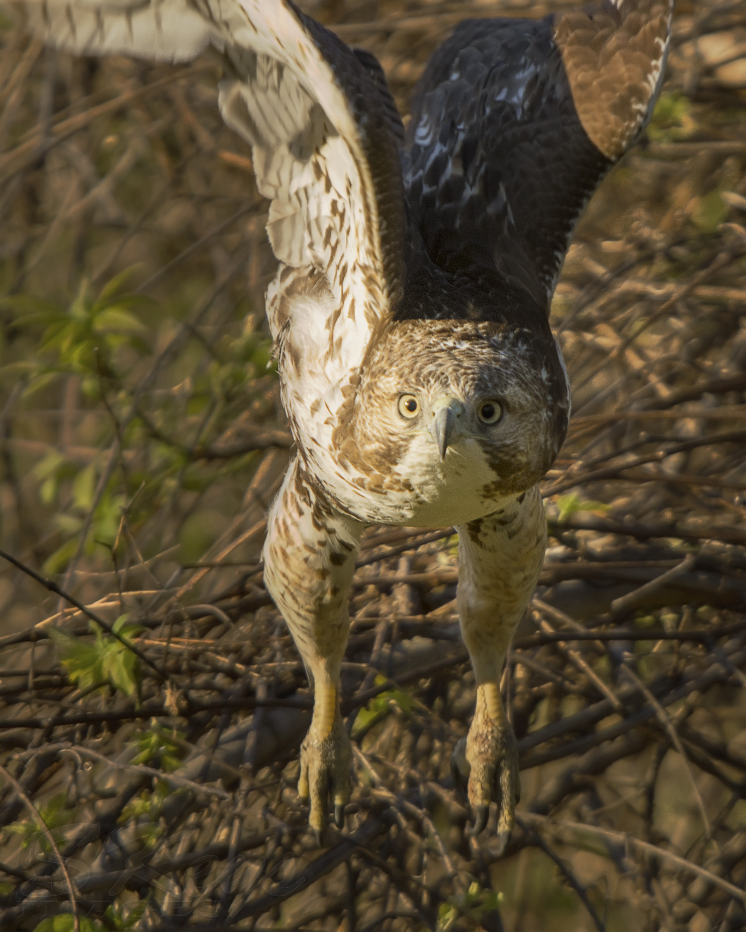 Nikon D7200 + Sigma 500mm F4.5 EX DG HSM sample photo. Atcha (red-tailed hawk) photography