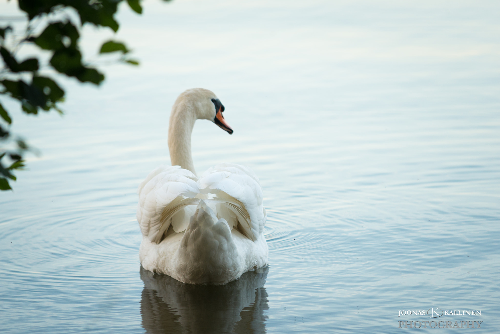 Sigma 70-200mm F2.8 EX DG Macro HSM II sample photo. Swan photography