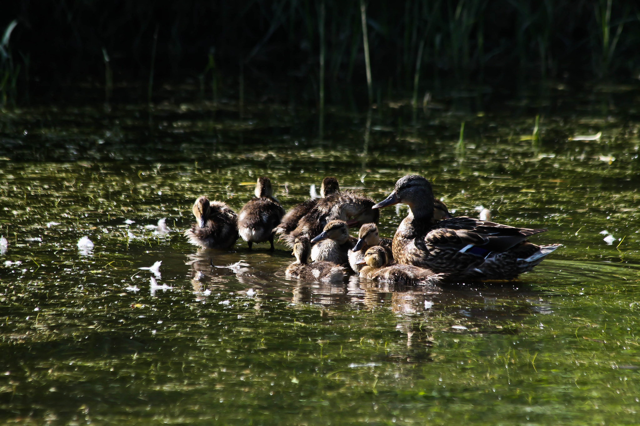 Canon EF 70-300mm F4-5.6 IS USM sample photo. Mallard duck and ducklings photography