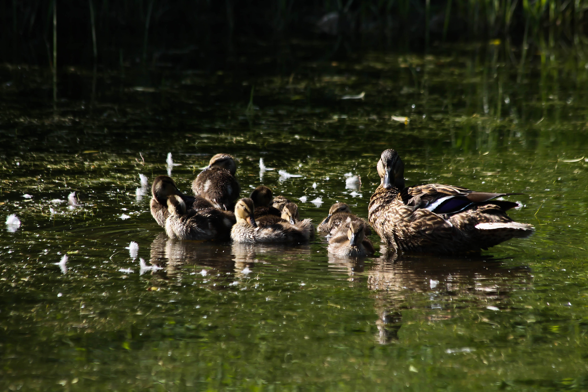 Canon EF 70-300mm F4-5.6 IS USM sample photo. Mallard duck and ducklings photography