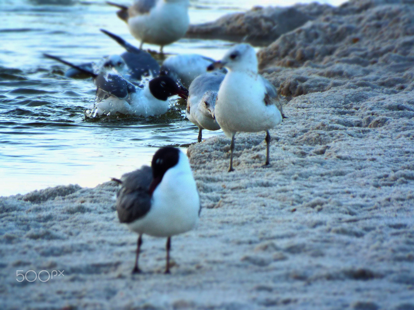 Fujifilm FinePix S8500 sample photo. Sea gulls photography