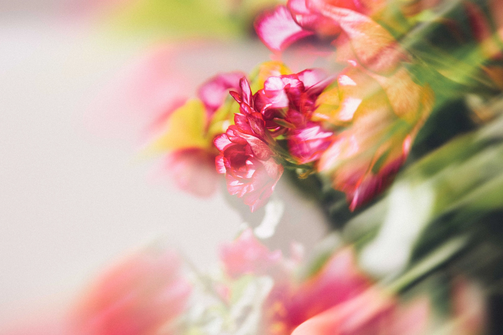 Sigma 17-70mm F2.8-4 DC Macro OS HSM sample photo. Fiori rosa photography