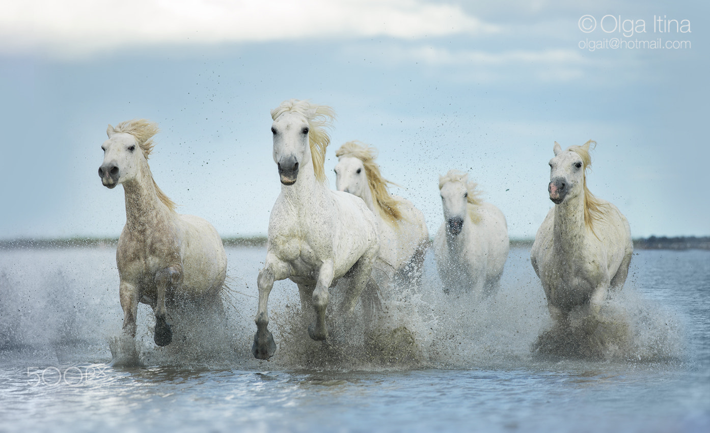 Nikon D700 + Nikon AF-S Nikkor 300mm F4D ED-IF sample photo. Le camargue photography