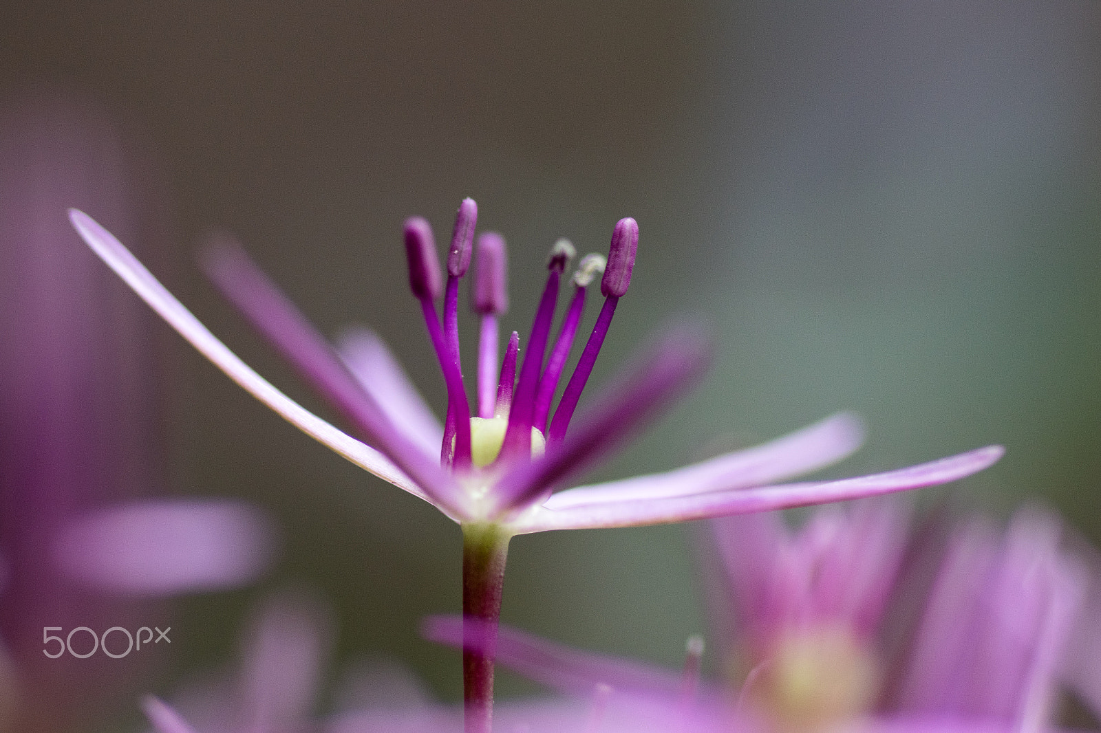 Canon EOS 7D Mark II + Tamron SP AF 90mm F2.8 Di Macro sample photo. Purple allium photography