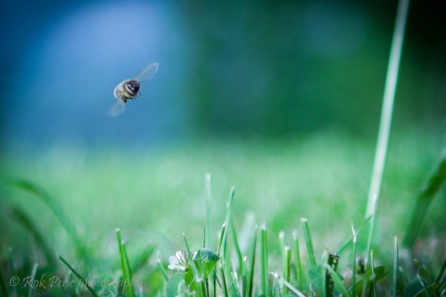 Canon EOS 80D + Canon EF 24-70mm F2.8L USM sample photo. Fly bee, fly photography