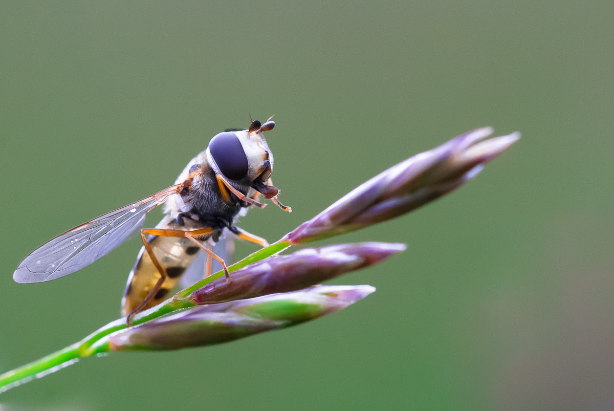 Sigma 105mm F2.8 EX DG OS HSM sample photo. Syrphe instinct photo photography