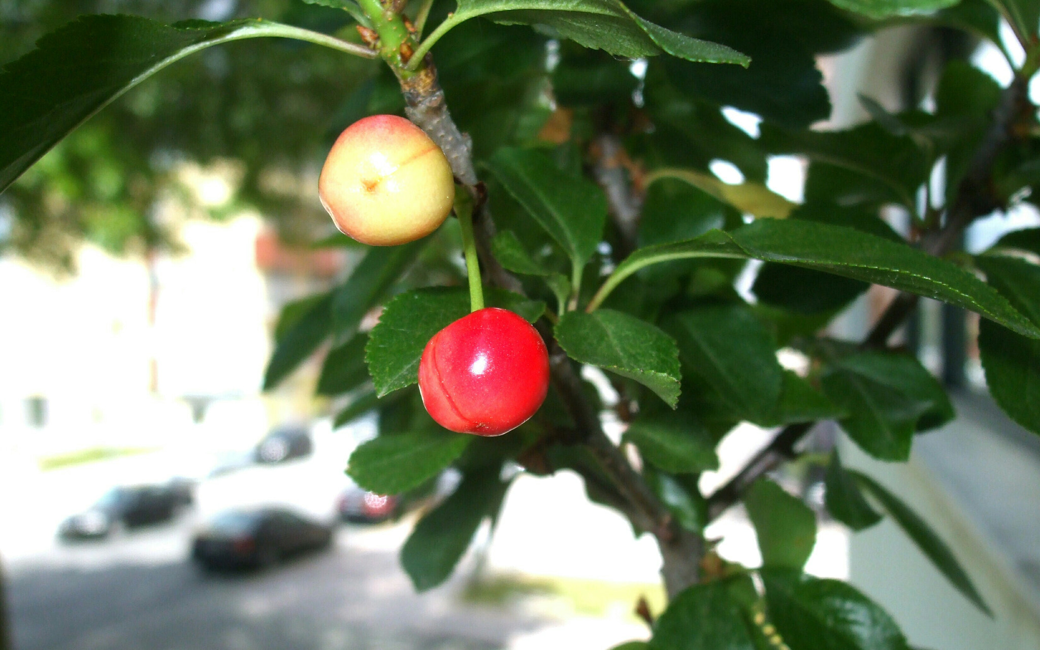 Fujifilm FinePix A820 sample photo. Dwarf cherry tree photography