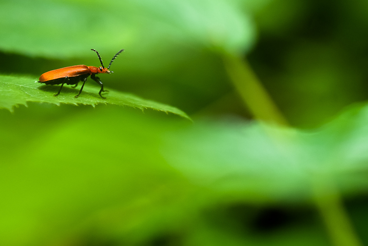 Sigma 105mm F2.8 EX DG OS HSM sample photo. Coléo instinct photo photography