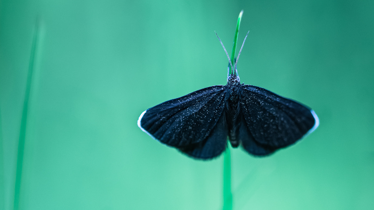 Sigma 105mm F2.8 EX DG OS HSM sample photo. Ramoneur instinct photo photography