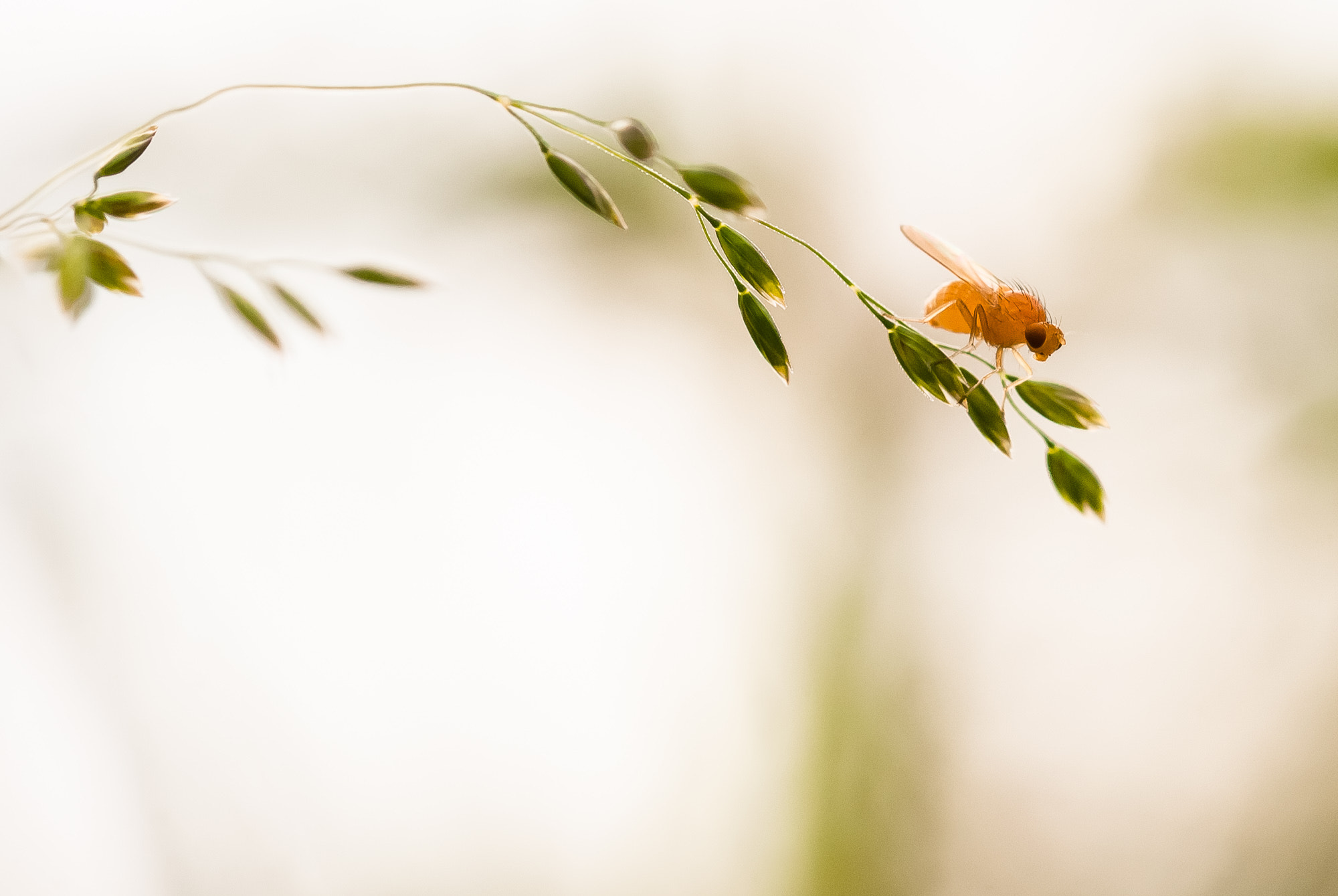 Sigma 105mm F2.8 EX DG OS HSM sample photo. Mouche orange instinct photo photography
