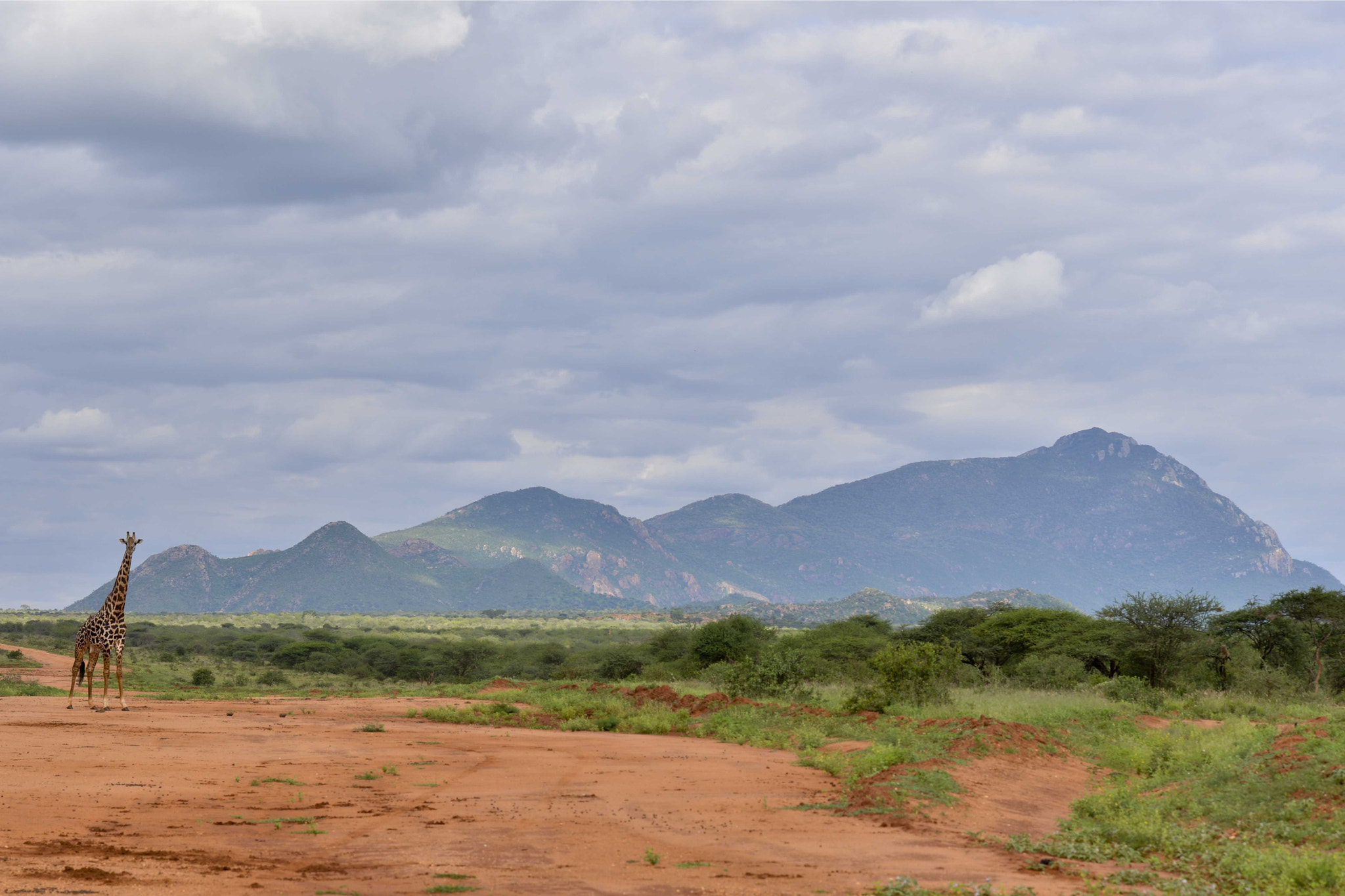 Sigma 35mm F1.4 DG HSM Art sample photo. Landscape tsavo national park photography
