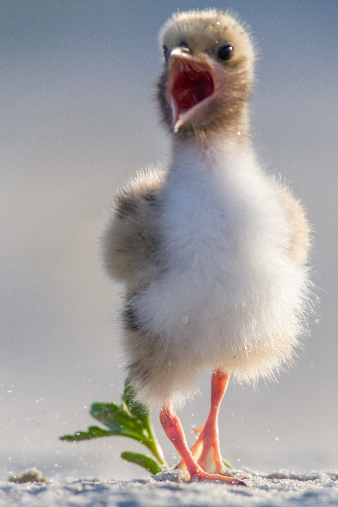 Canon EOS 7D + Canon EF 600mm F4L IS USM sample photo. Baby tern photography