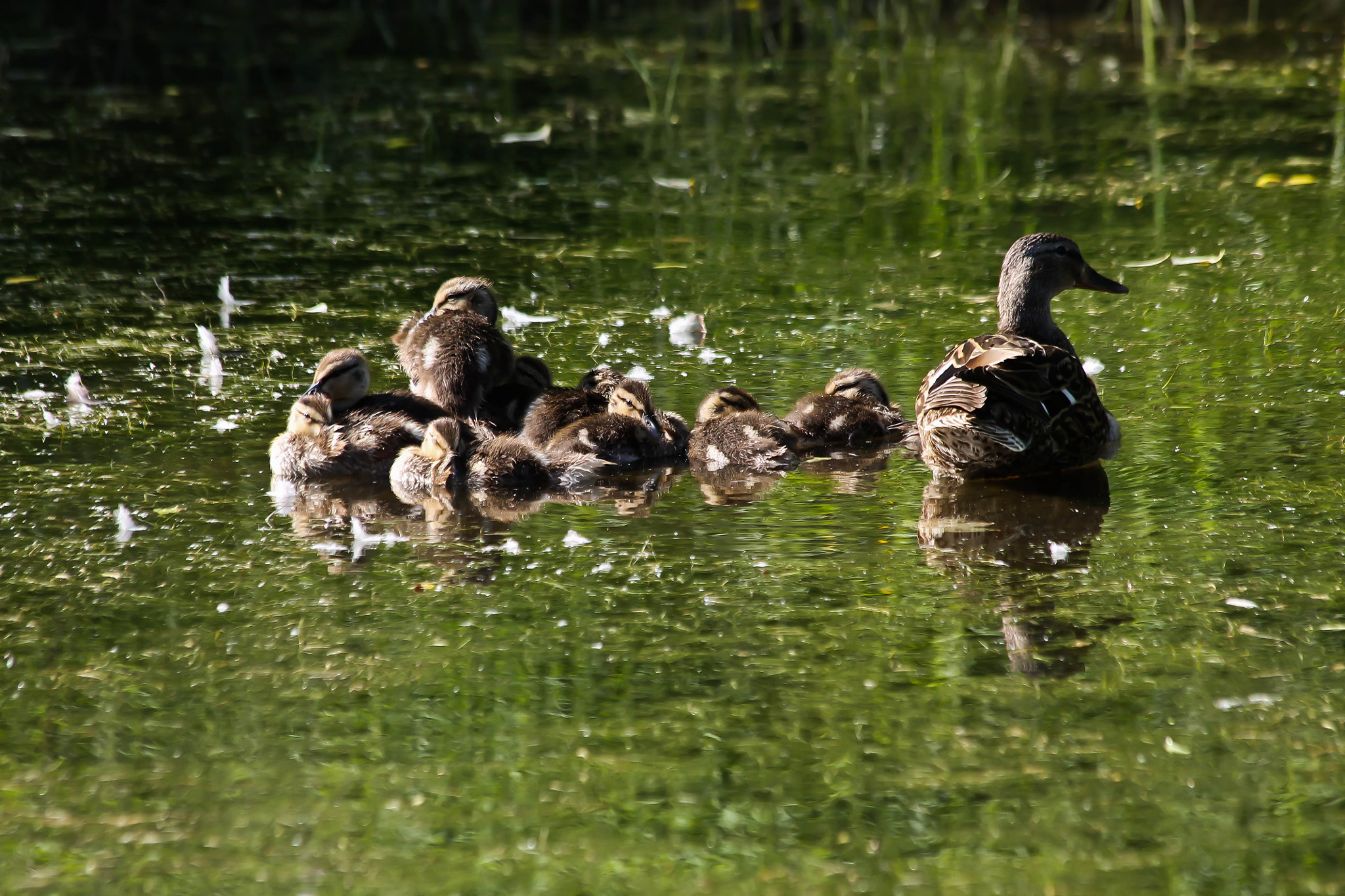 Canon EF 70-300mm F4-5.6 IS USM sample photo. Mallard duck and ducklings photography
