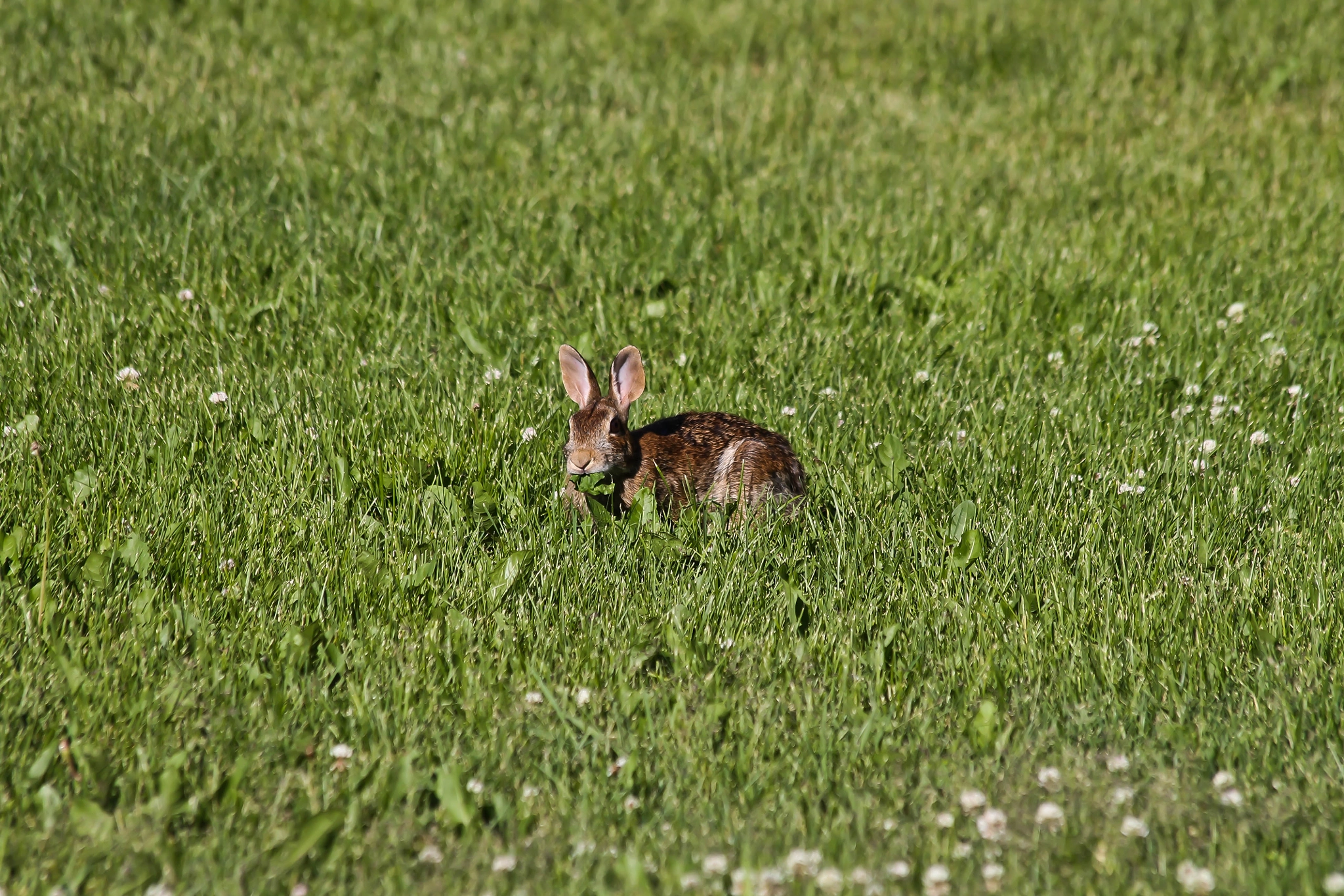 Canon EF 70-300mm F4-5.6 IS USM sample photo. Rabbit photography