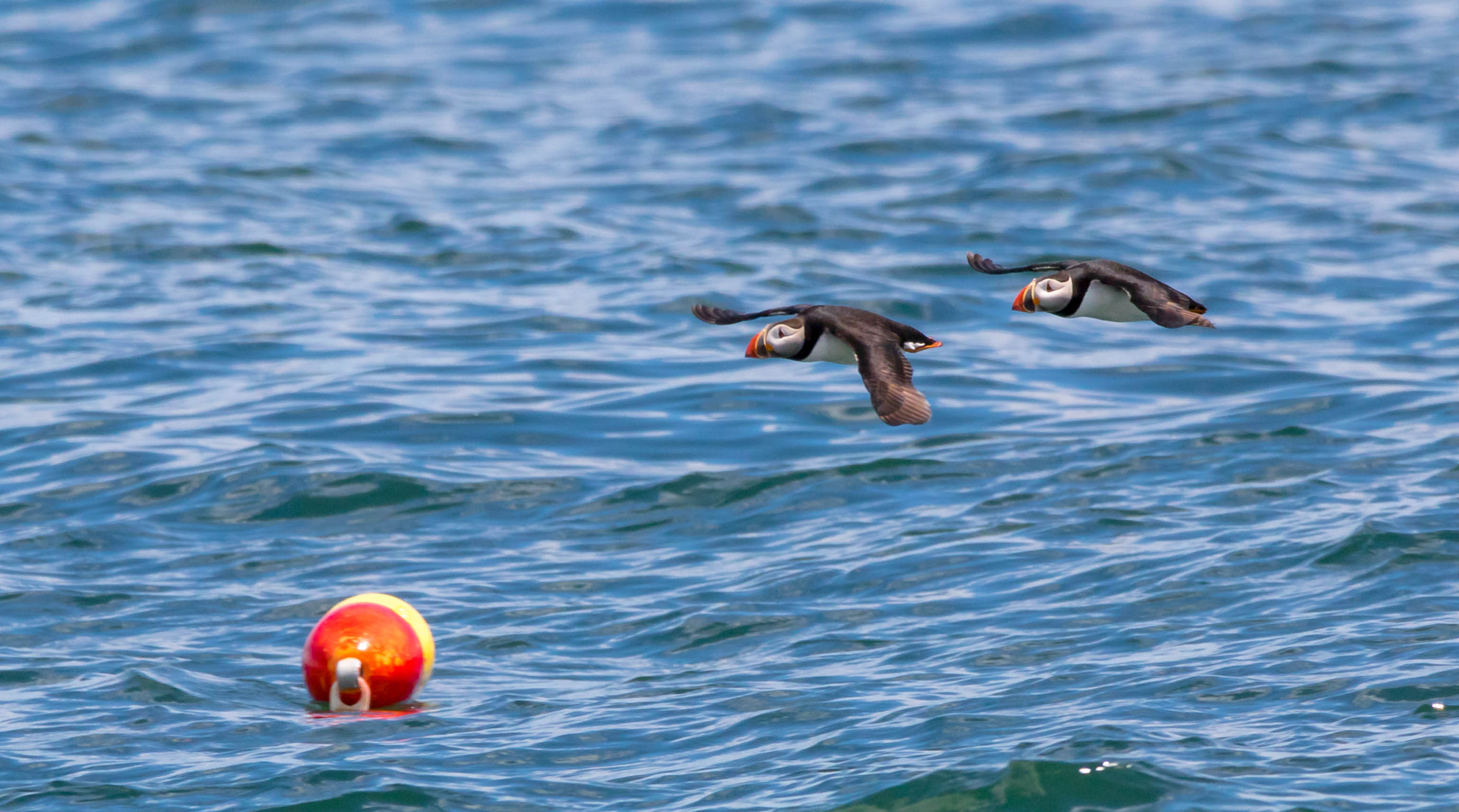 150-600mm F5-6.3 DG OS HSM | Contemporary 015 sample photo. Puffins off the starboard photography
