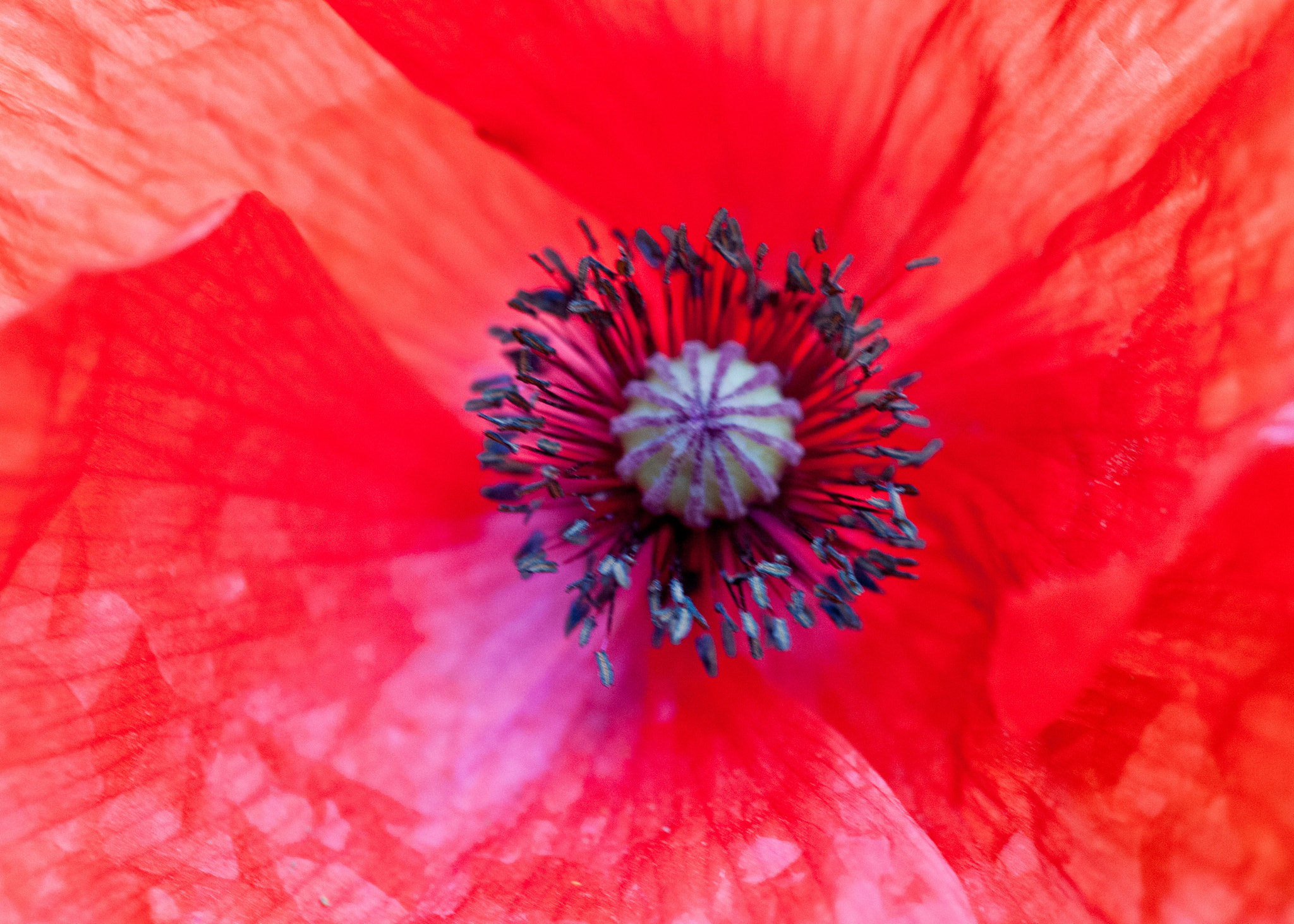 Sigma 105mm F2.8 EX DG OS HSM sample photo. Poppy photography
