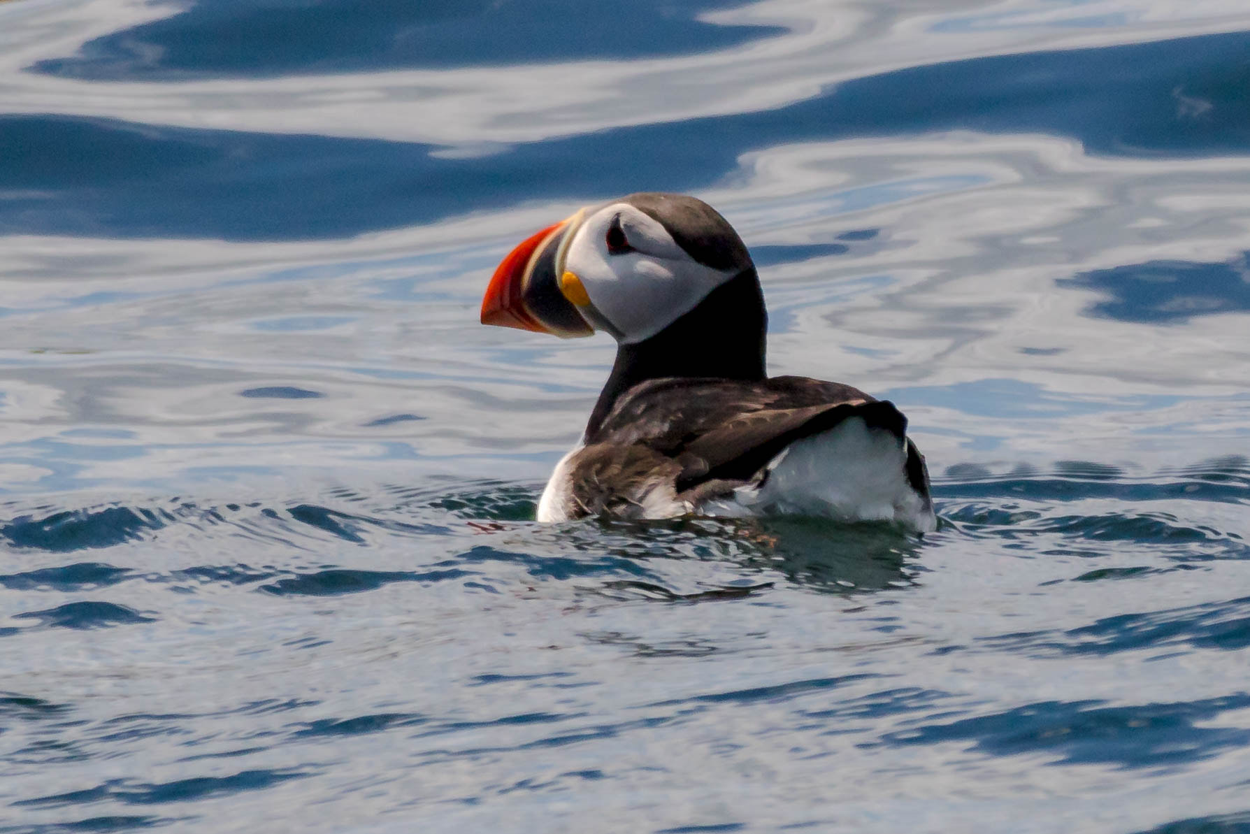 150-600mm F5-6.3 DG OS HSM | Contemporary 015 sample photo. Lone puffin photography