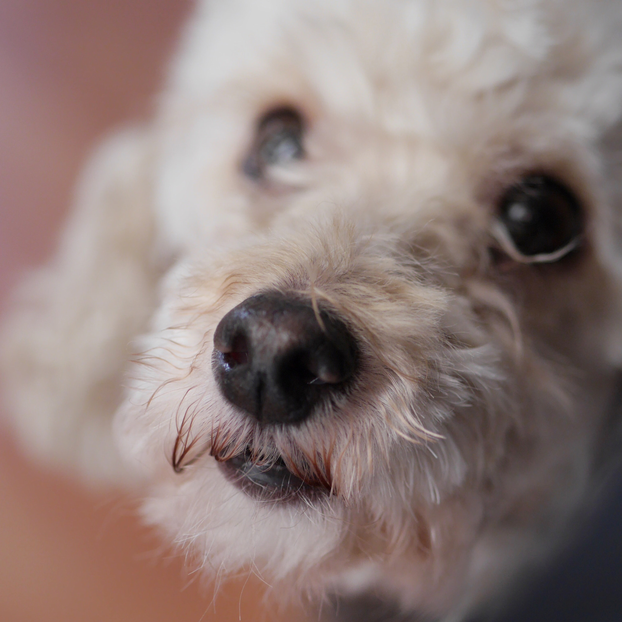 Panasonic Lumix G 42.5mm F1.7 ASPH Power OIS sample photo