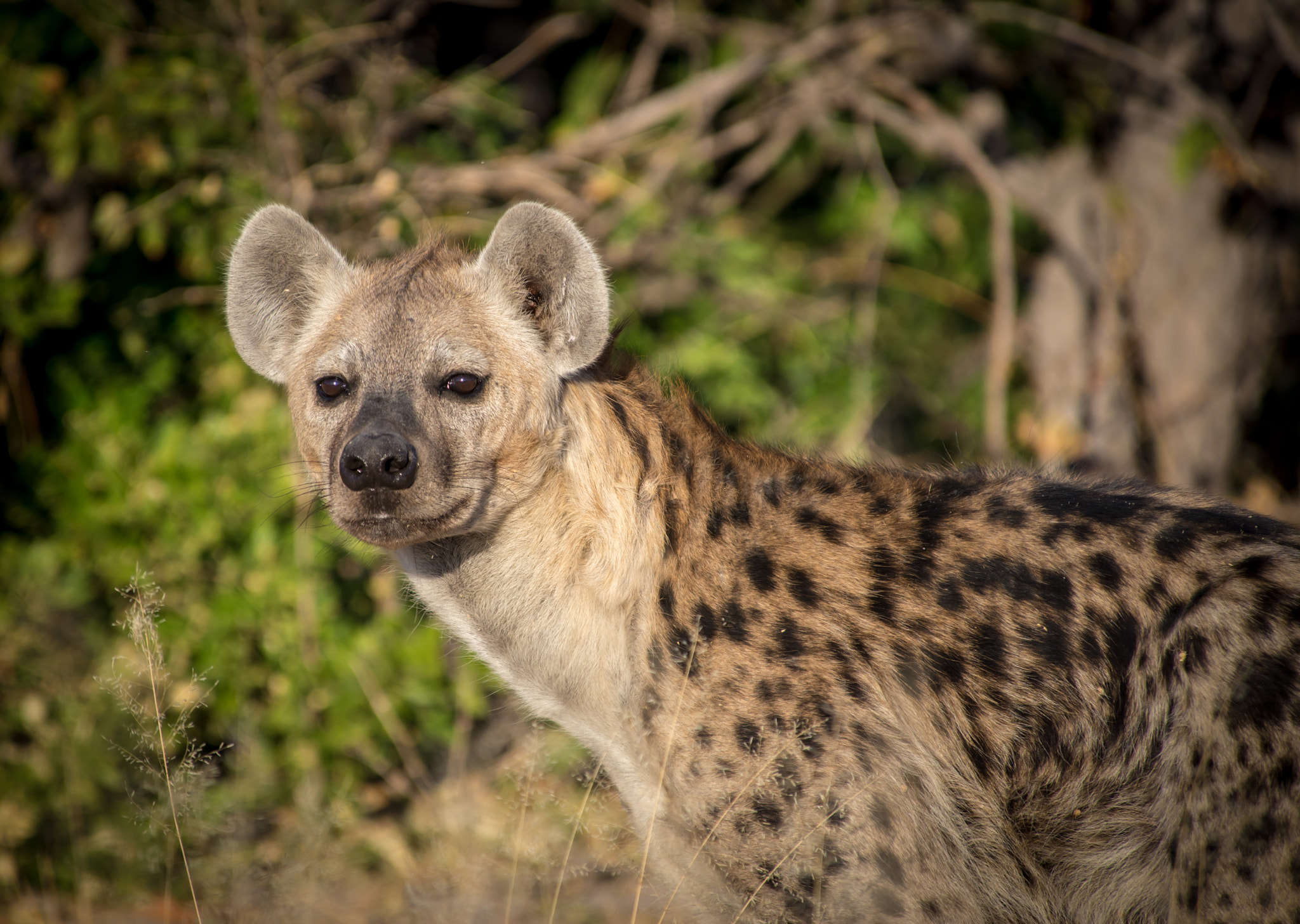 Nikon D600 sample photo. Spots photography