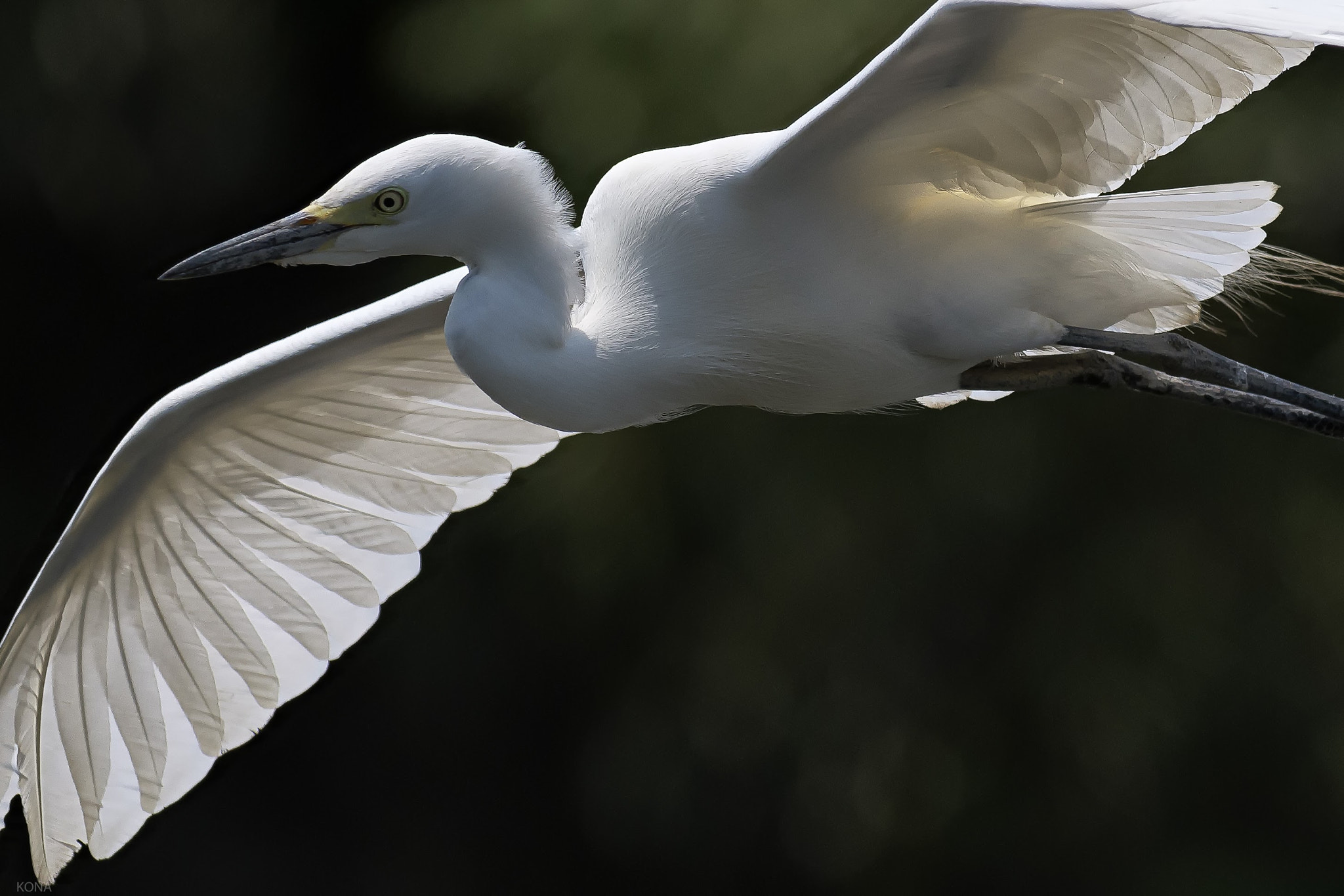 Nikon AF-S Nikkor 400mm F2.8G ED VR II sample photo. Sagi photography