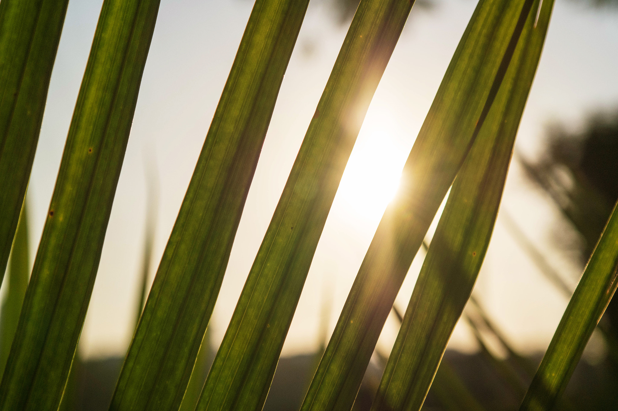 Samsung NX300M + Samsung NX 18-55mm F3.5-5.6 OIS sample photo. Sunset trough the leaves photography