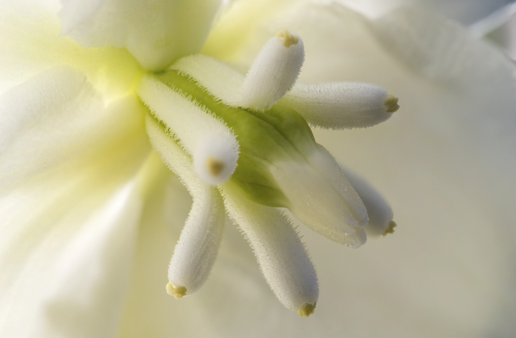 Sigma APO Macro 180mm F3.5 EX DG HSM sample photo. Pistil photography
