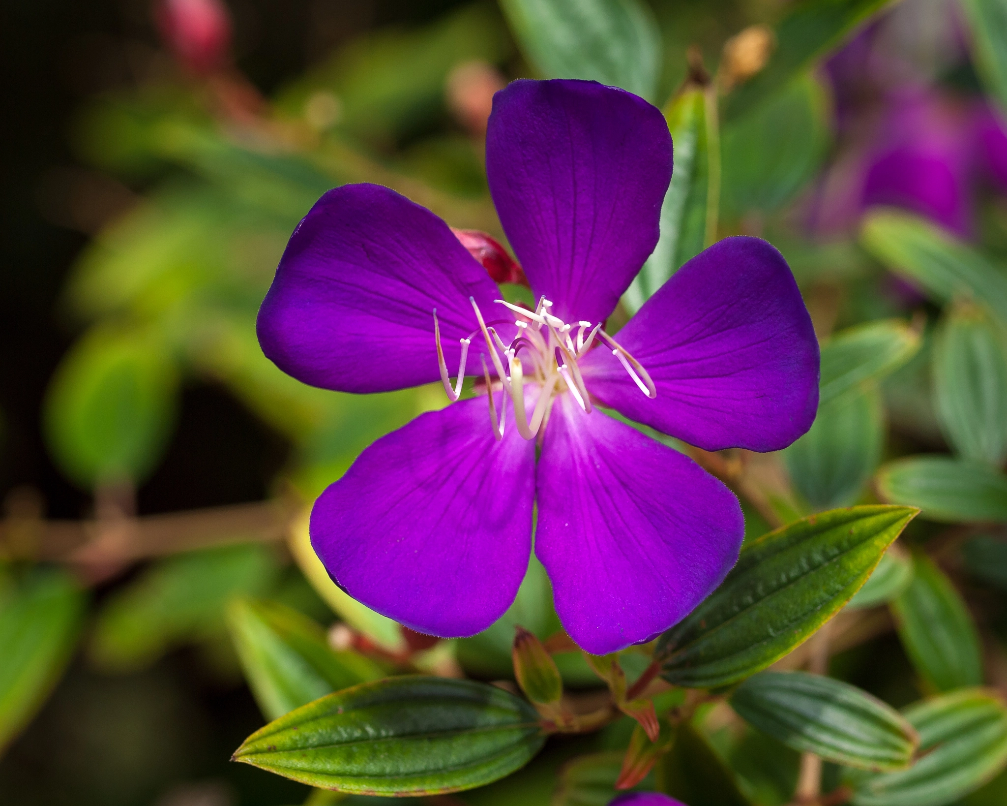 Olympus E-620 (EVOLT E-620) sample photo. Purple glory tree (tibouchina granulosa) photography