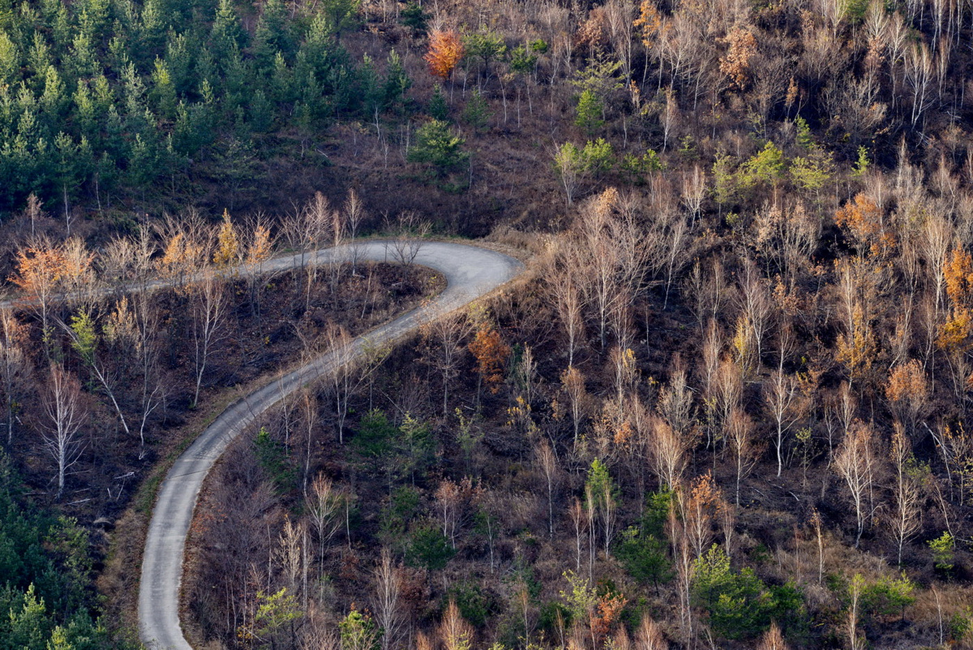 Sigma 150-500mm F5-6.3 DG OS HSM sample photo. Birch road photography