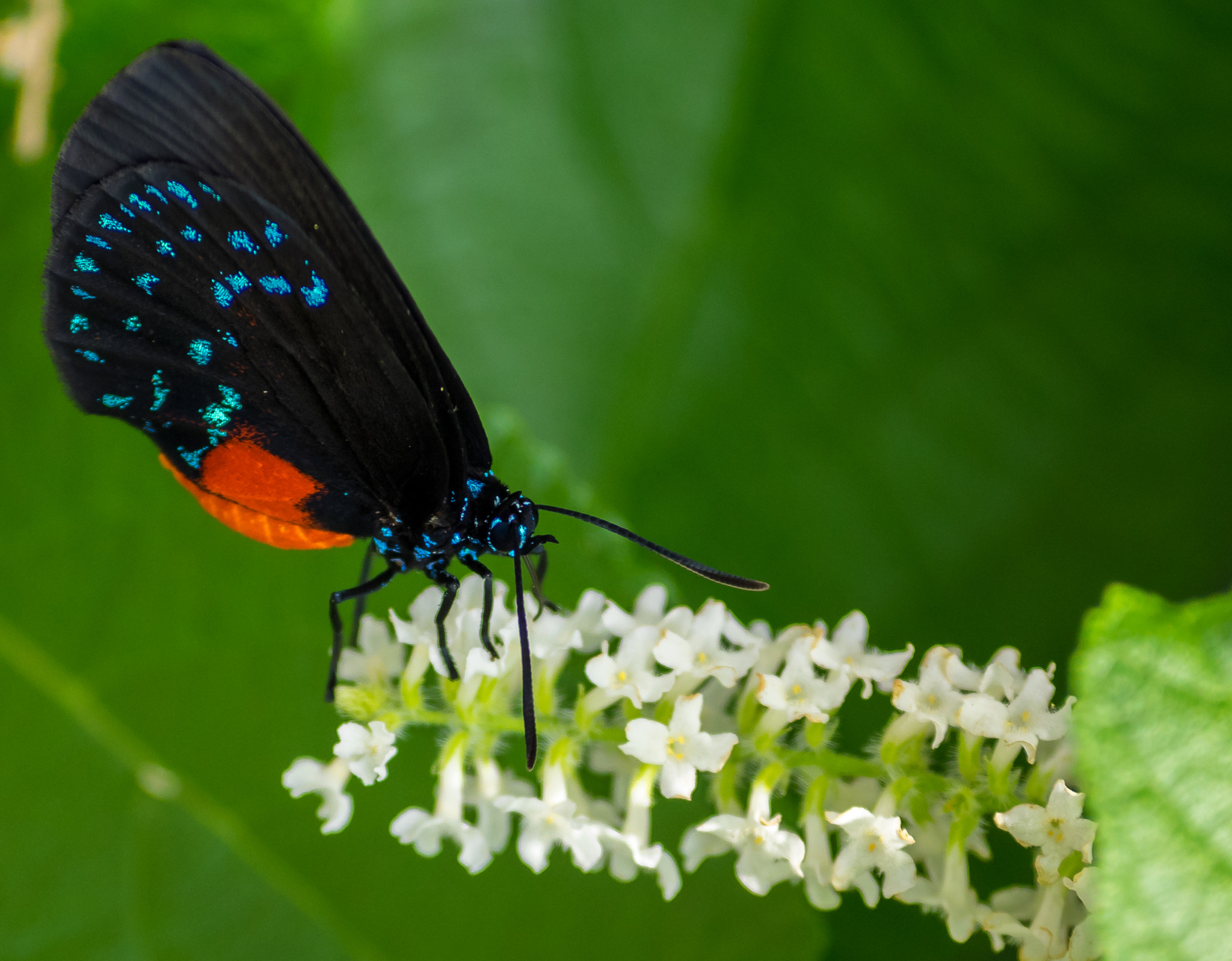 Olympus Zuiko Digital ED 70-300mm F4.0-5.6 sample photo. Atala butterfly (eumaeus atala) photography