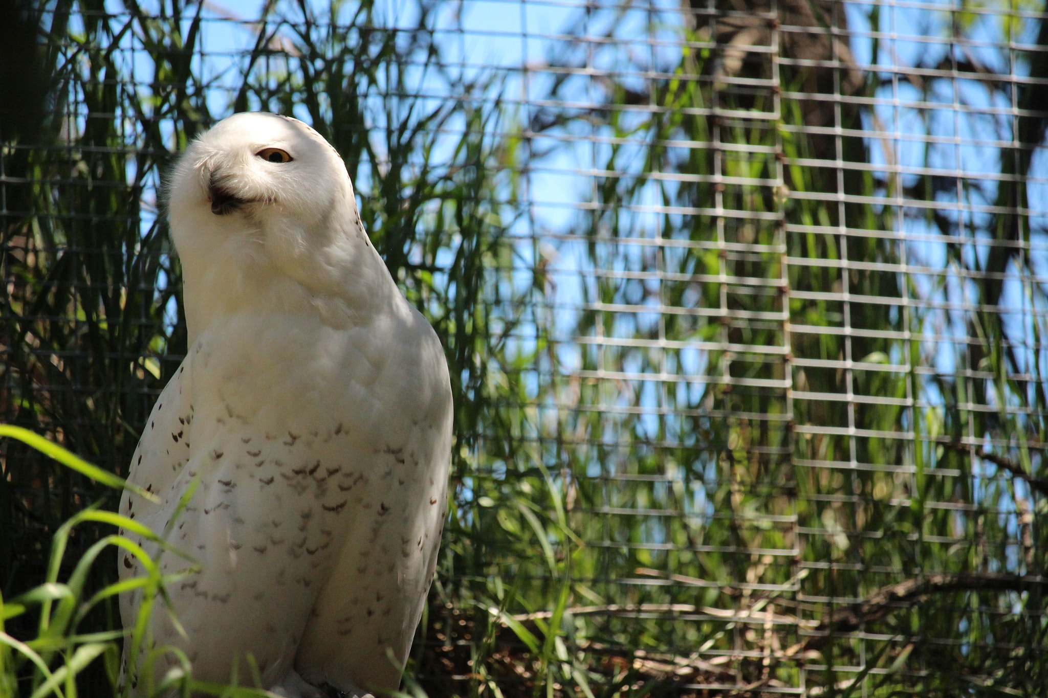Canon EOS 650D (EOS Rebel T4i / EOS Kiss X6i) + Canon EF 50mm f/1.8 sample photo. Mighty owl photography