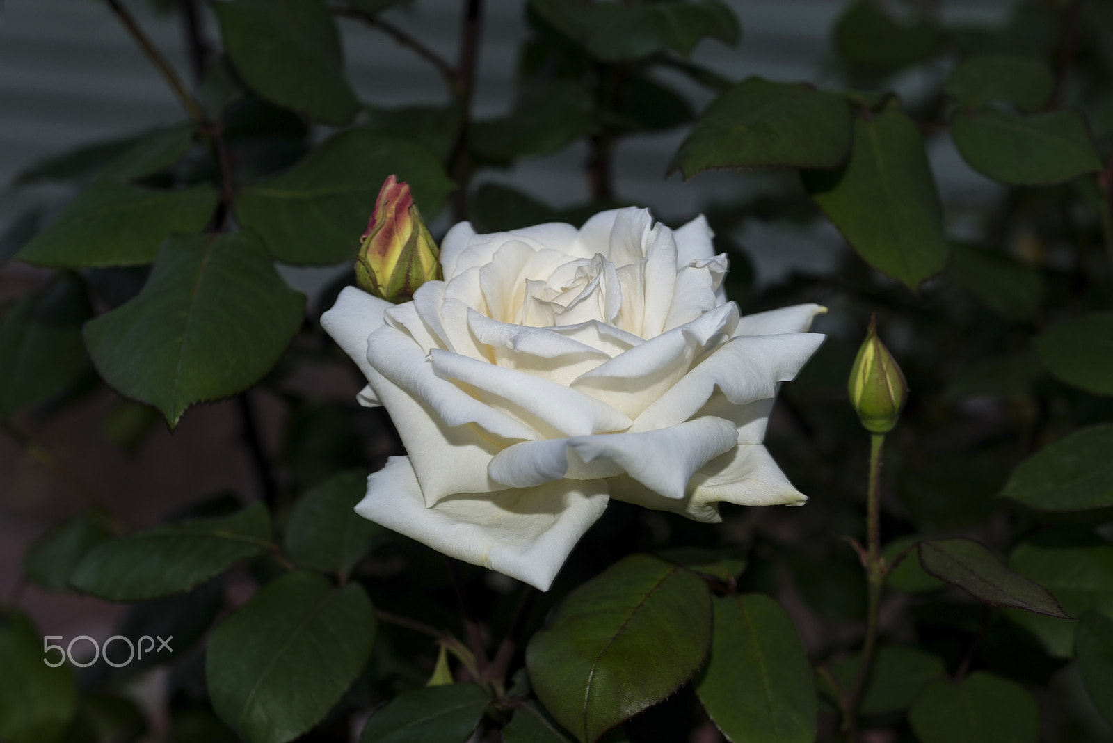 Nikon D800E + AF Micro-Nikkor 55mm f/2.8 sample photo. White rose photography