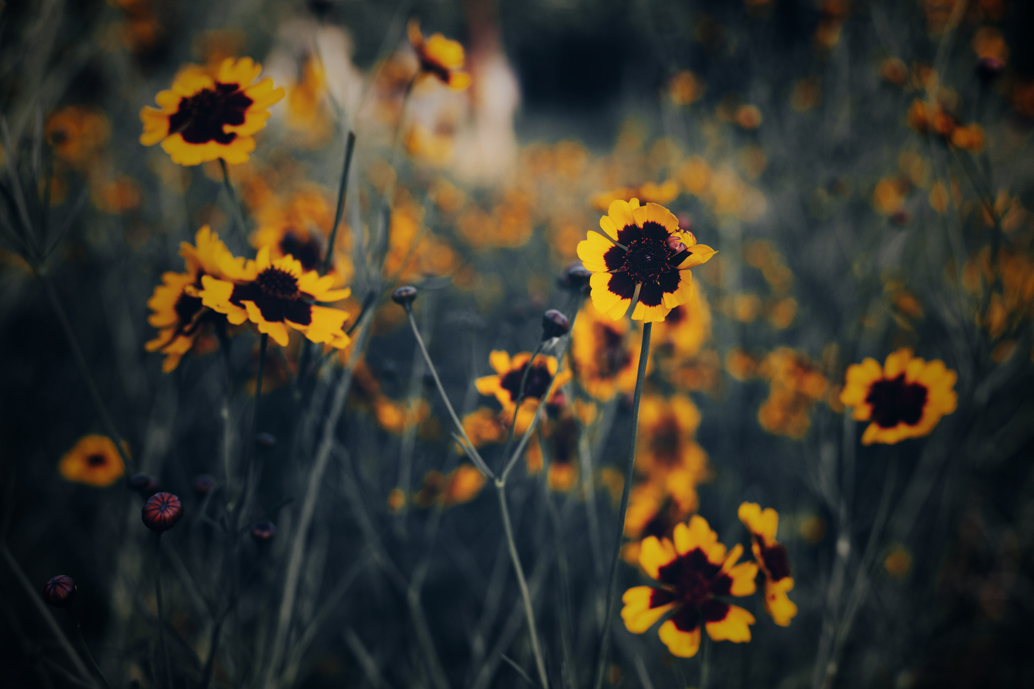ZEISS Planar T* 50mm F1.4 sample photo. 花 photography