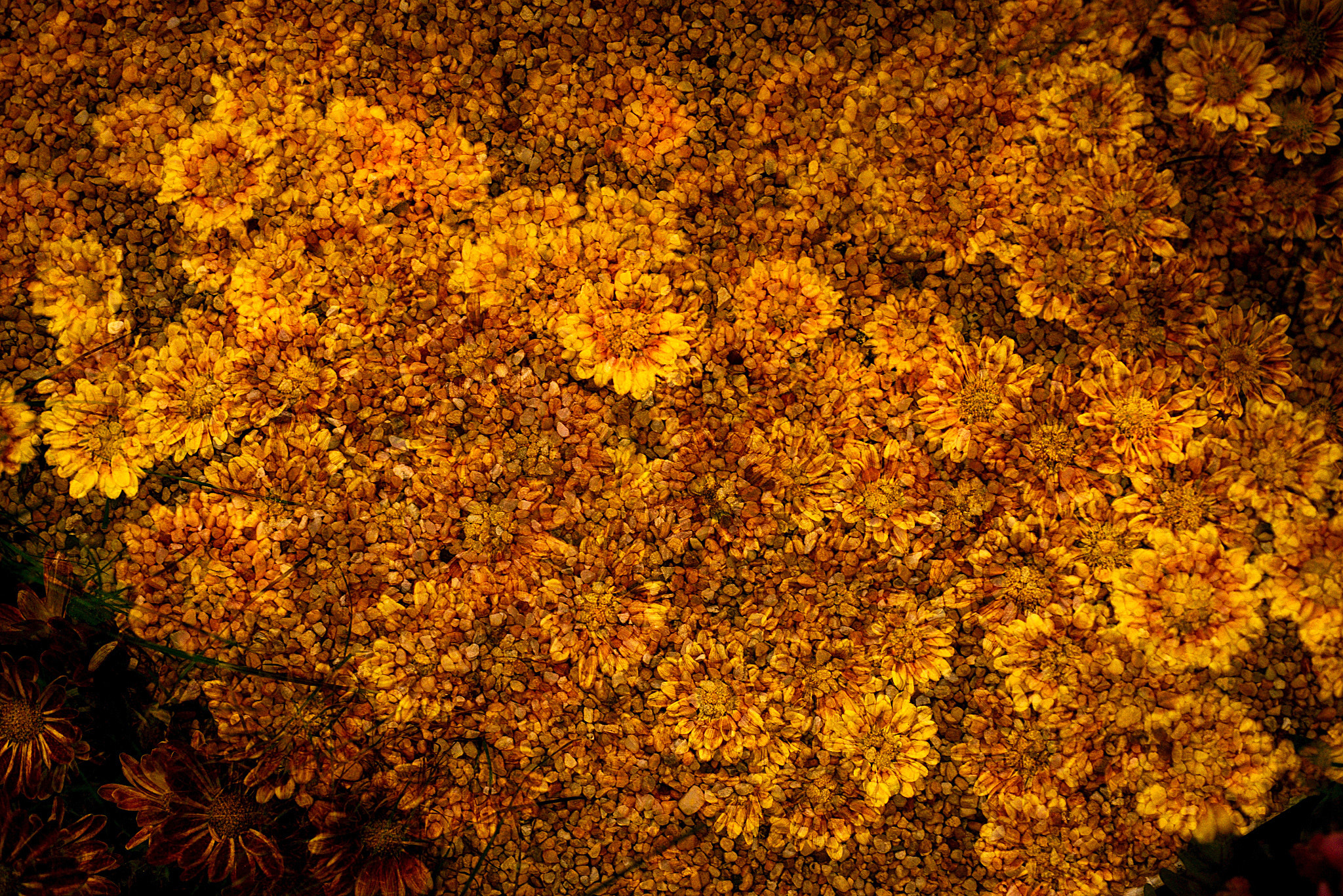 Nikon D800E + Nikon AF Micro-Nikkor 60mm F2.8D sample photo