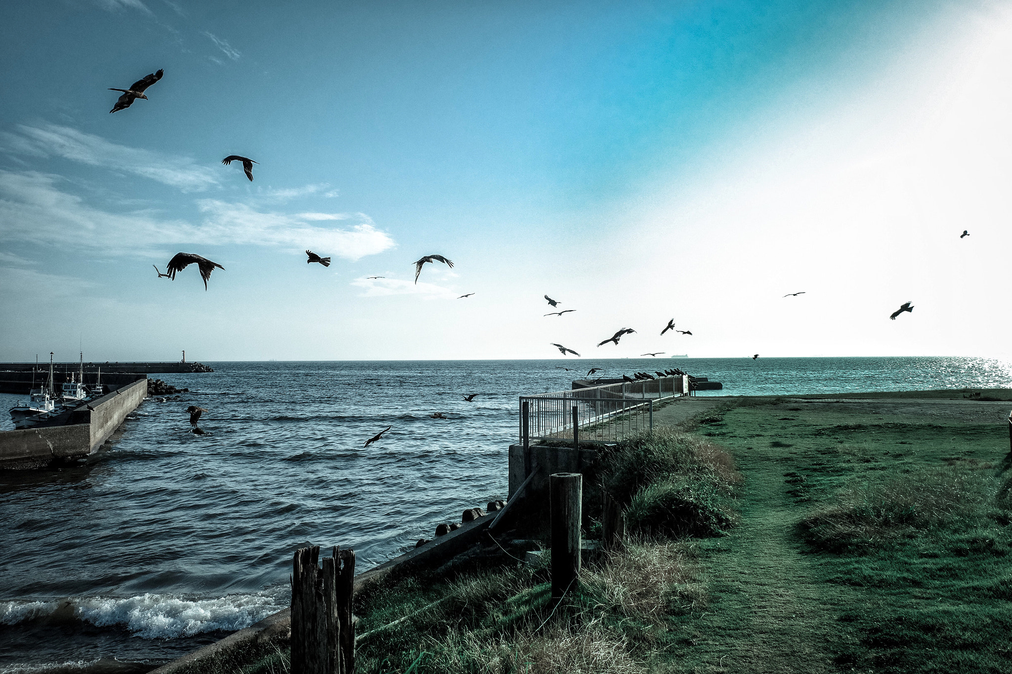 Fujifilm XC 16-50mm F3.5-5.6 OIS sample photo. The flock photography